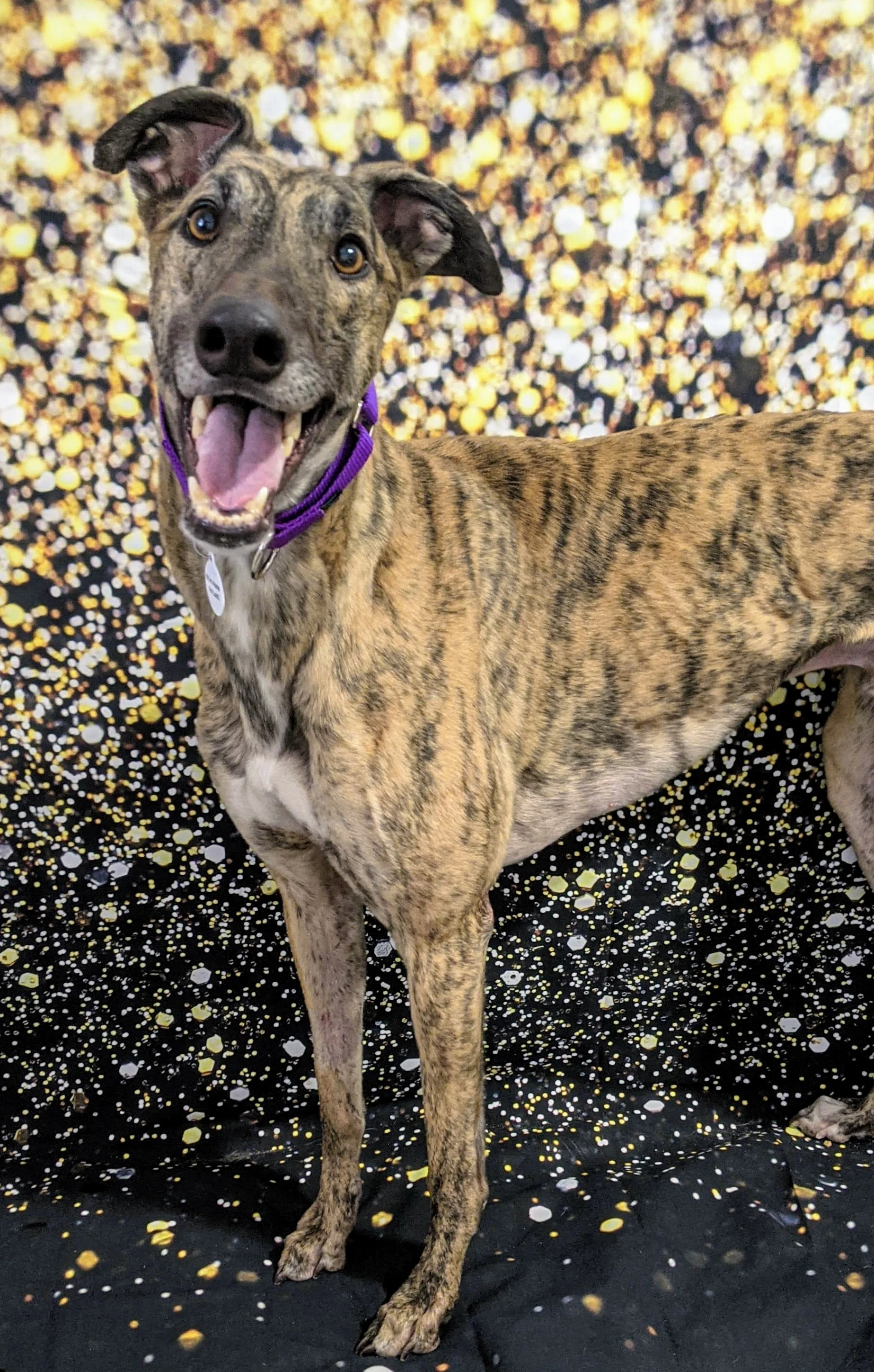 Sandy King - King 2230-pxl20201230181707540-17331059319698.jpg