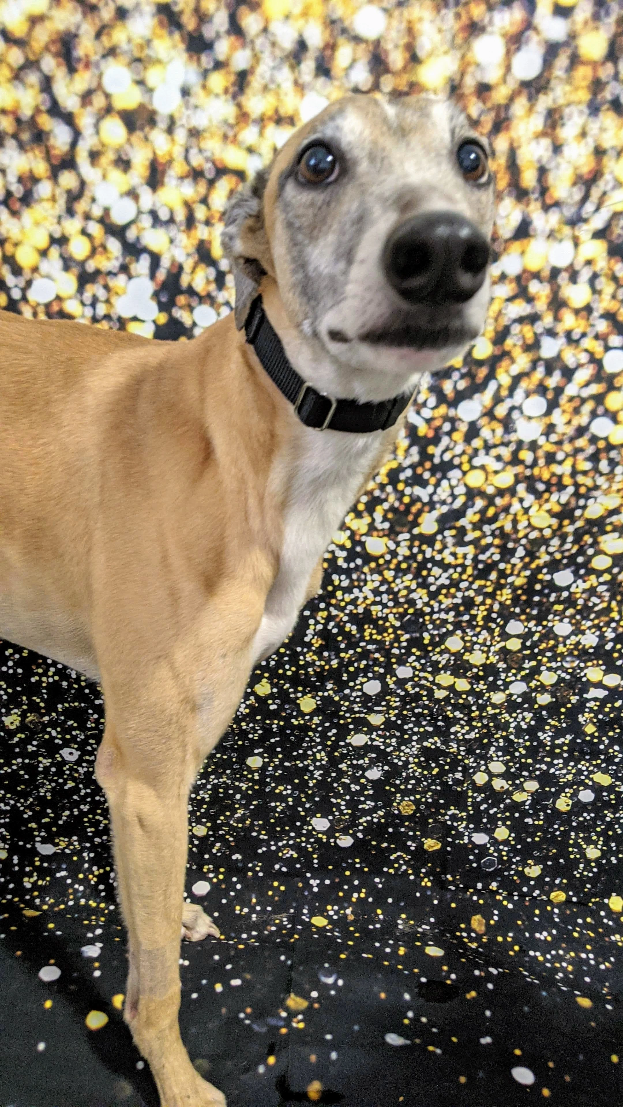 Windy Roscoe - Roscoe 2230-pxl20201230182341926-17331059320236.jpg