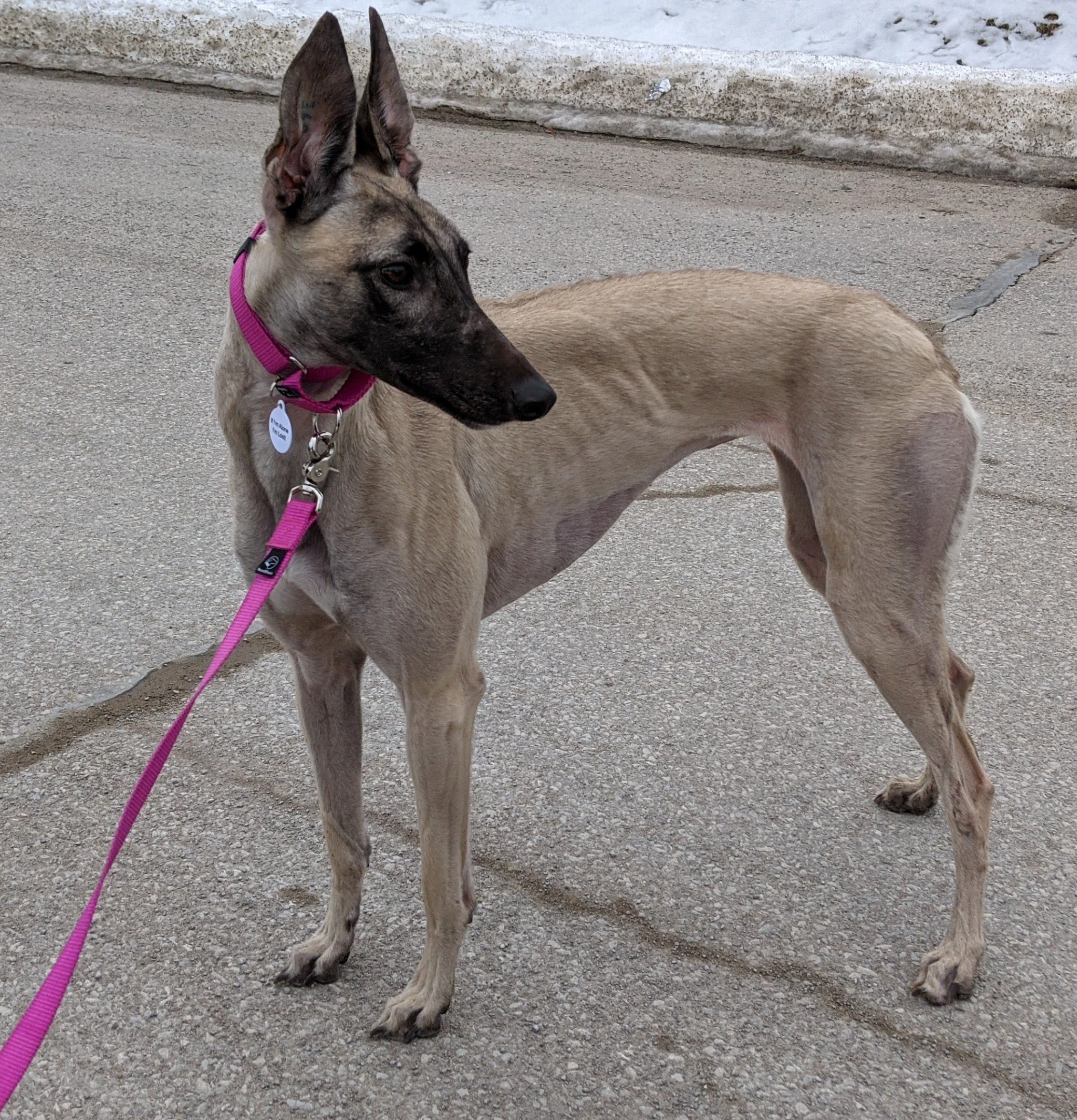 Kd's Lexi - Lexi 2230-pxl20210310220205188-1733105860245.jpg