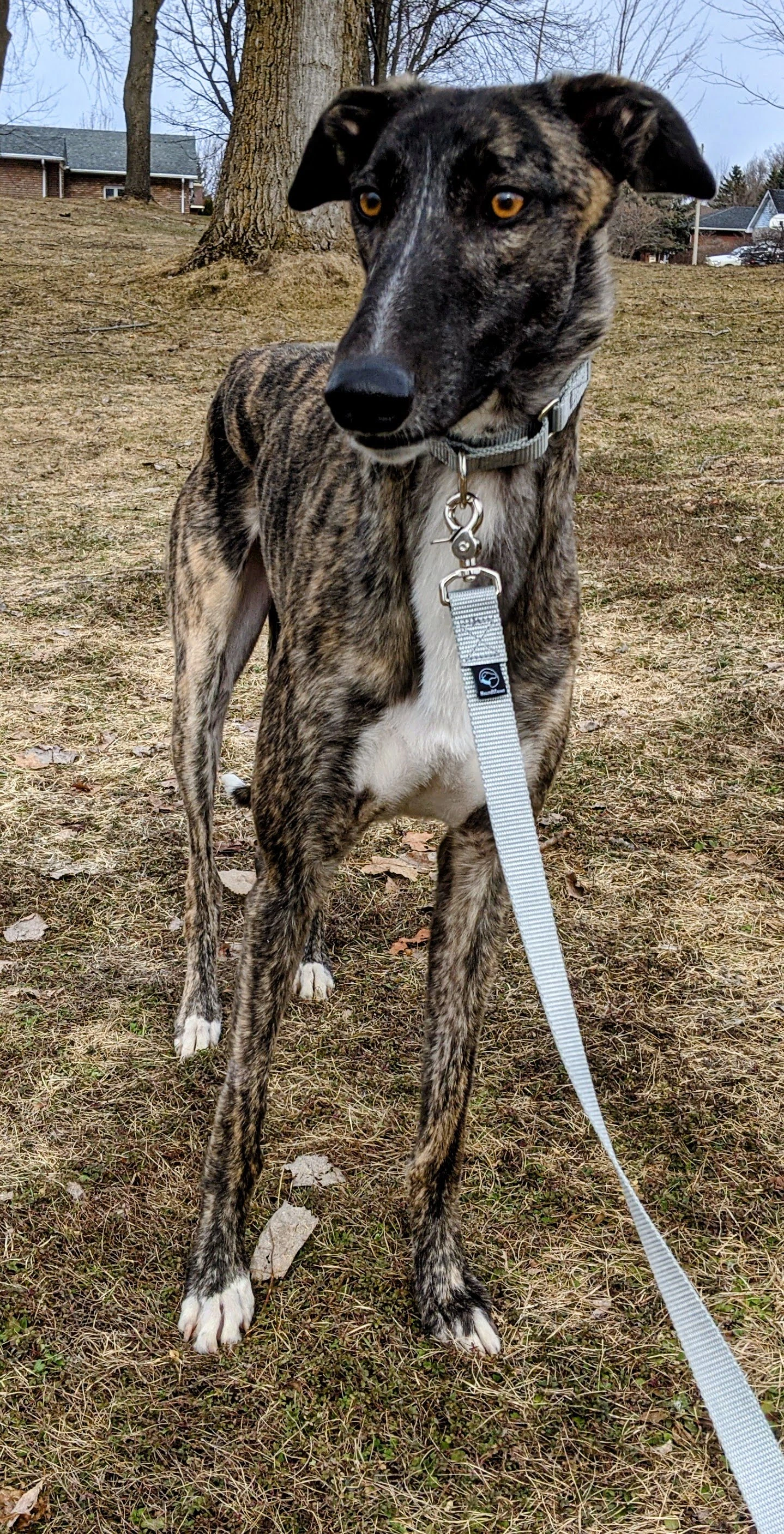 Birley - Birley 2230-pxl202103172038405282-17331058122308.jpg