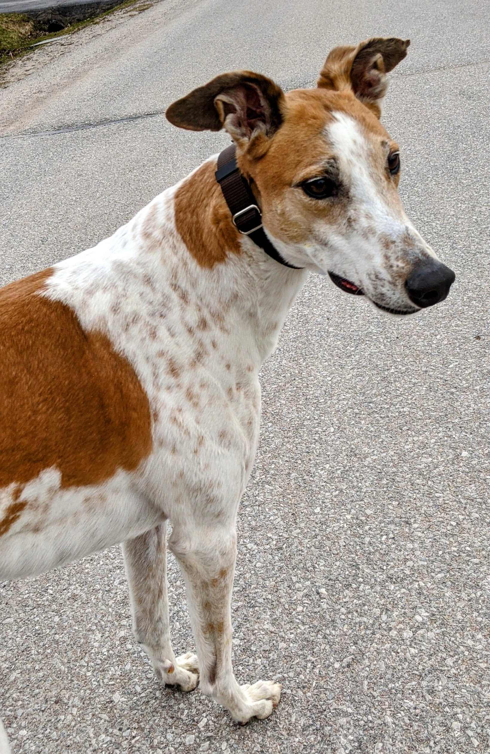 Pj Van Wilder - Van 2230-pxl202103302247027702-17331057868476.jpg