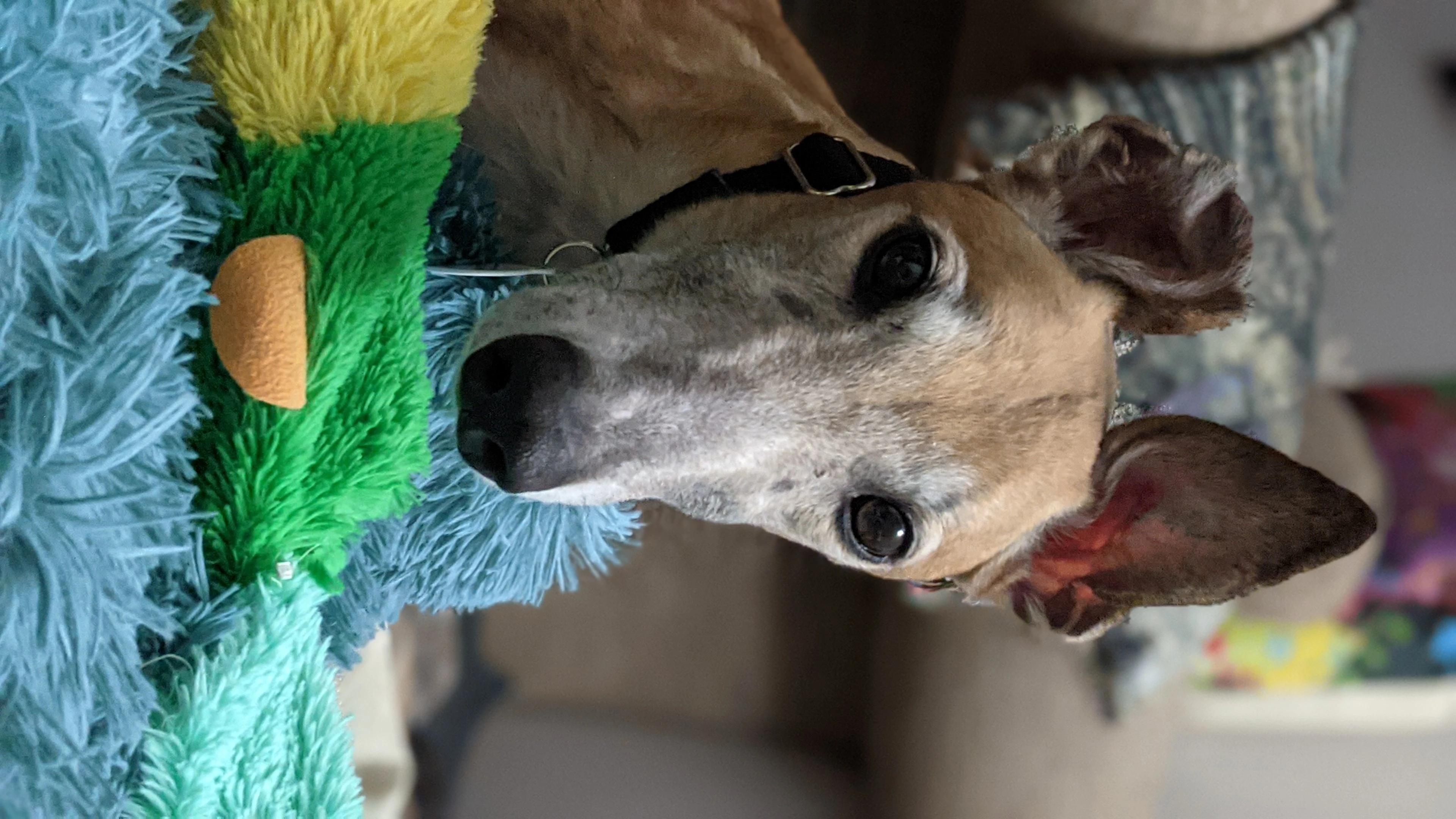 Amf Uncle Paul - Arlow 2230-pxl20210403002415565portrait-17331419856813.jpg