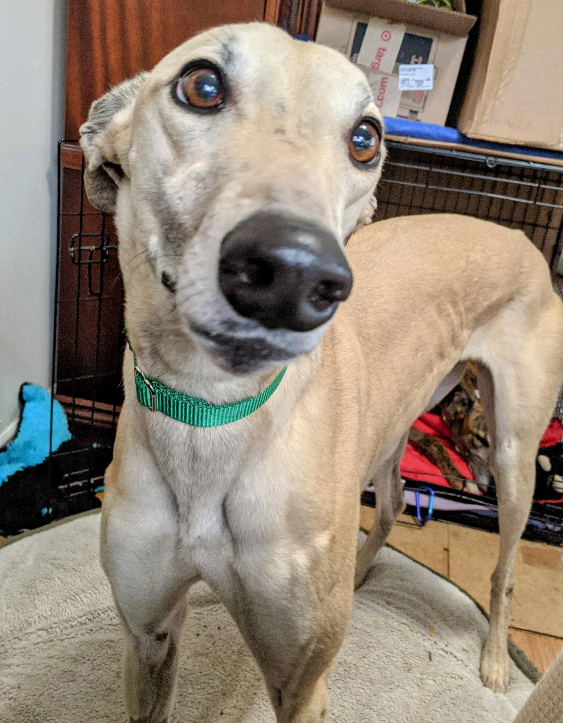 Atascocita Jamia - Jammie 2230-pxl202105041822207012-17331056585106.jpg