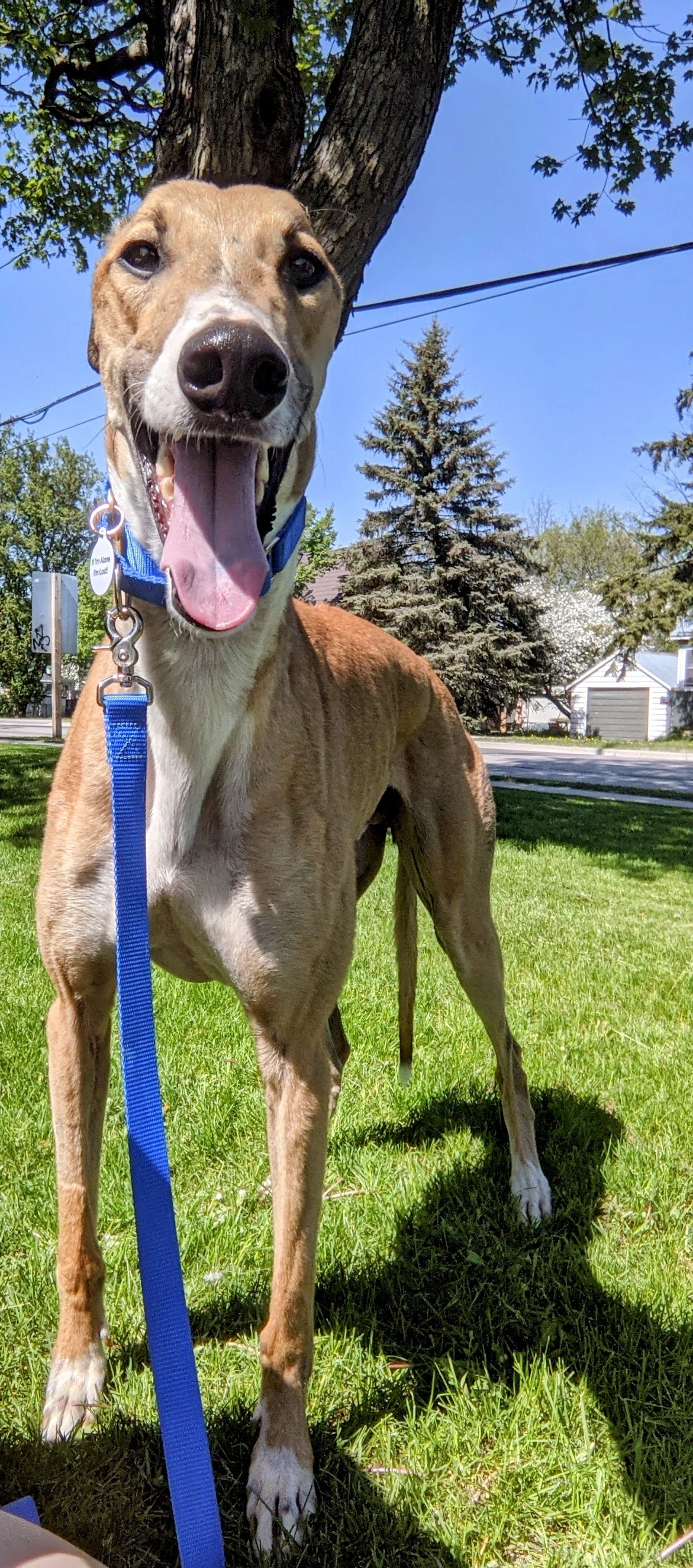 Brc Justin - Justin 2230-pxl202105181919489162-17331424429216.jpg