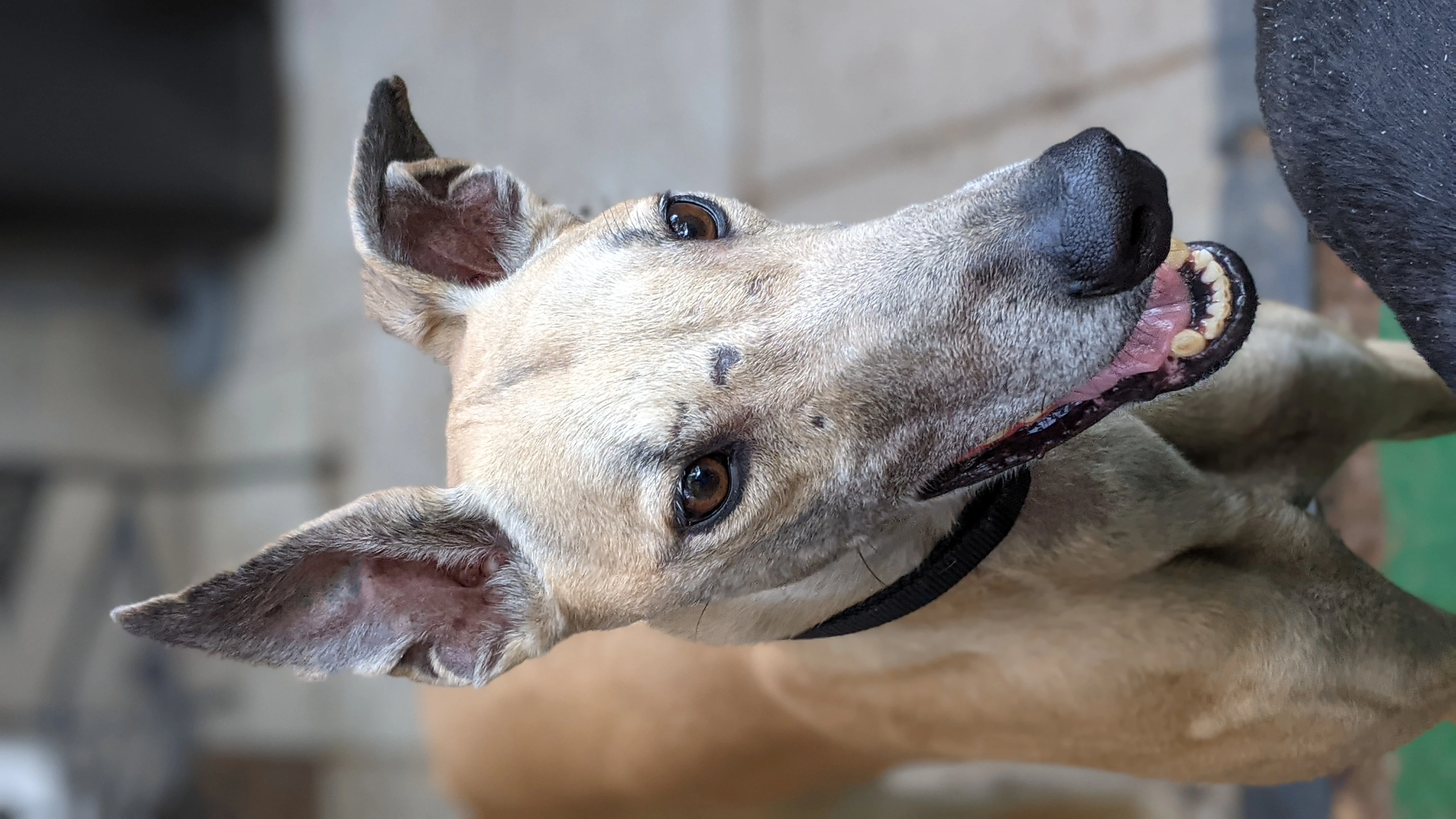 Atascocita Vroom - Vroom 2230-pxl20210601231957485portrait-17331055904485.jpg