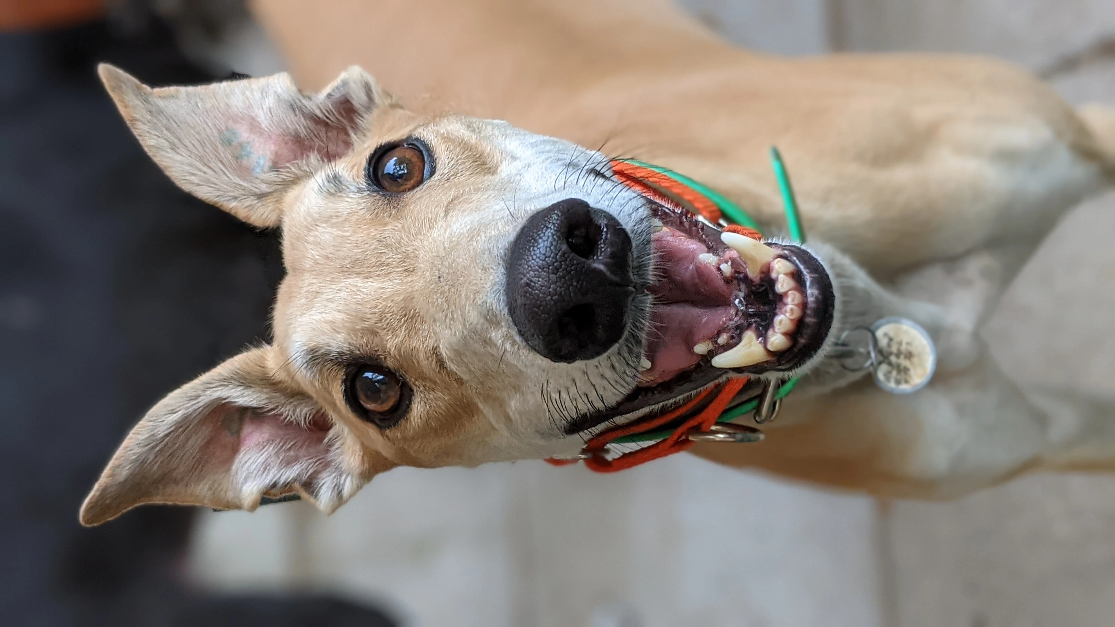 Kb's Cowboy - Cowboy 2230-pxl20210601232141843portrait-17331049386759.jpg