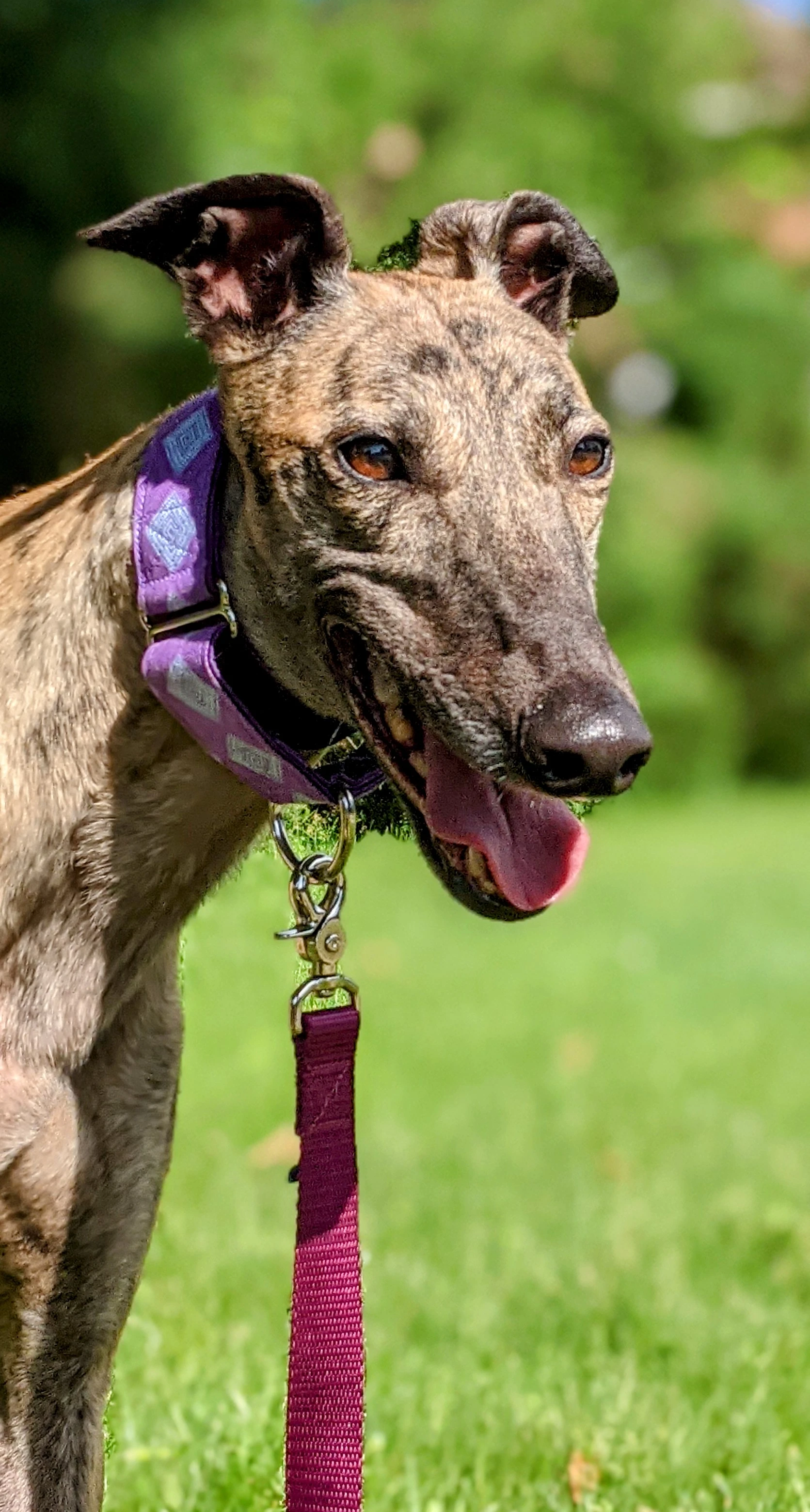 Mary O'Dare - Mary 2230-pxl20210612131653996portrait2-17331055662754.jpg