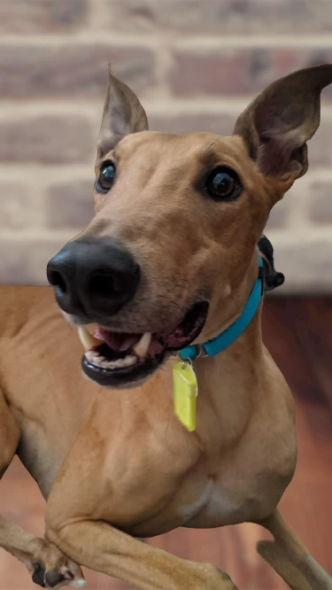 Rs's Buckeyebuck - Big G 2230-pxl20210706190611187-removebg-preview-17331054407399.png