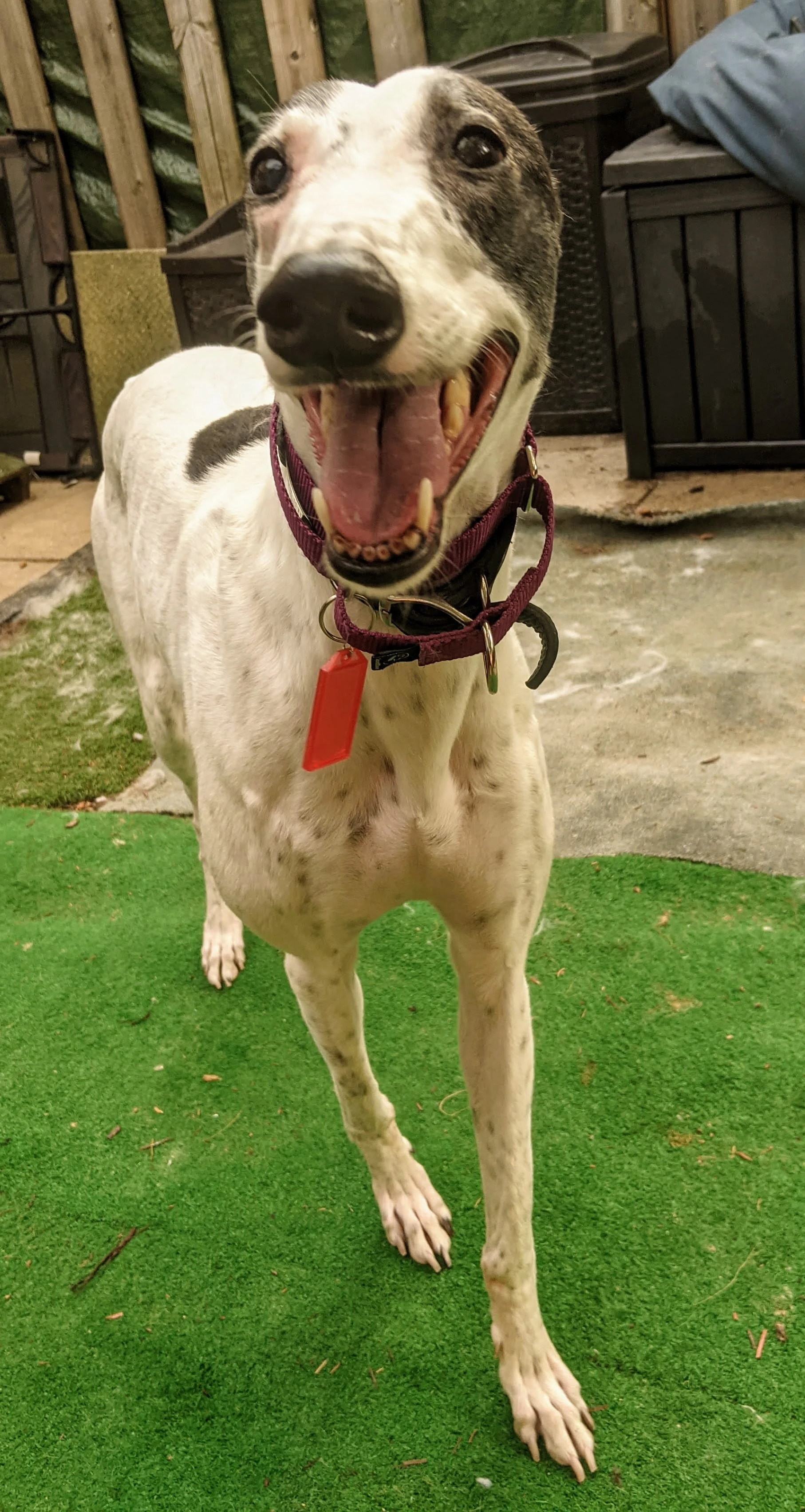 Amf Lucy Goosey - Caitlyn 2230-pxl20210717231157713mp-17331054132075.jpg