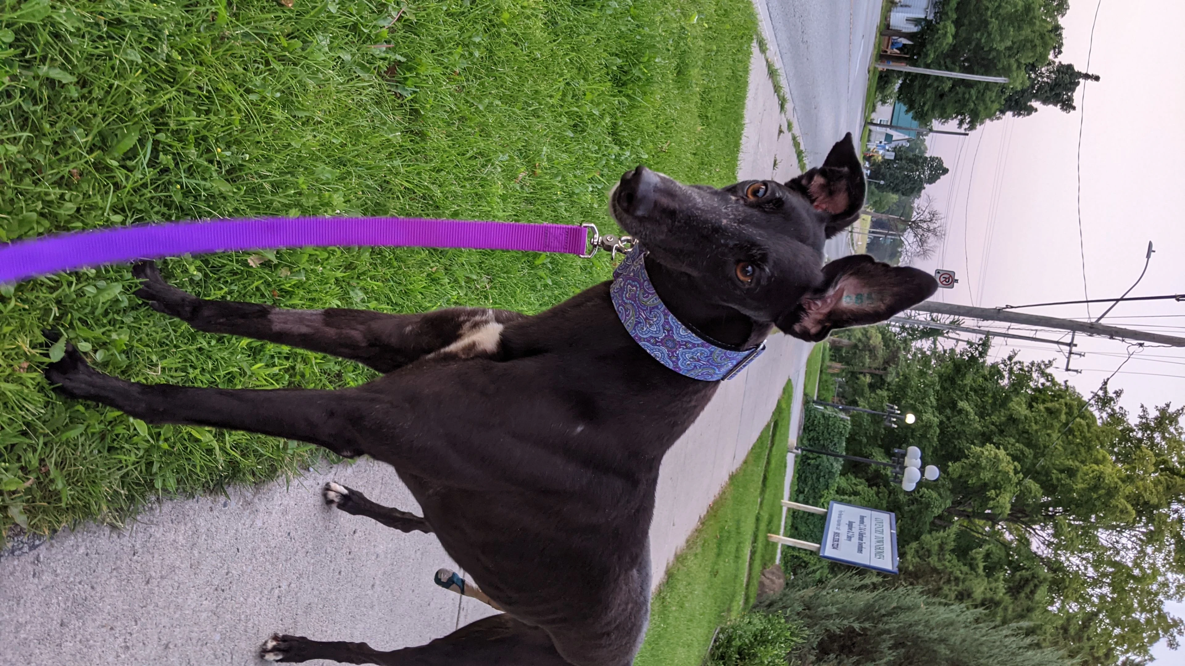 Racy Prissy - Prissy 2230-pxl20210805101050518-17331049380999.jpg