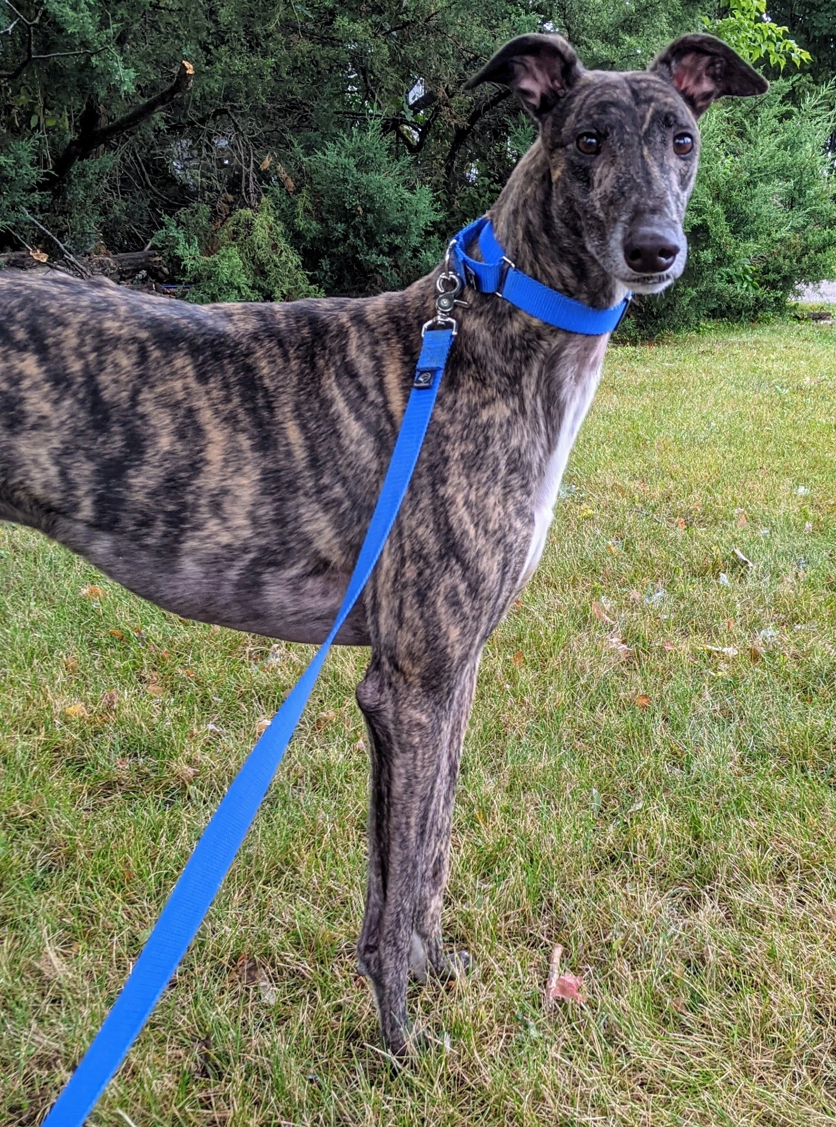 Ww Ancestry - Rocket 2230-pxl20210909142849930-17331049383991.jpg