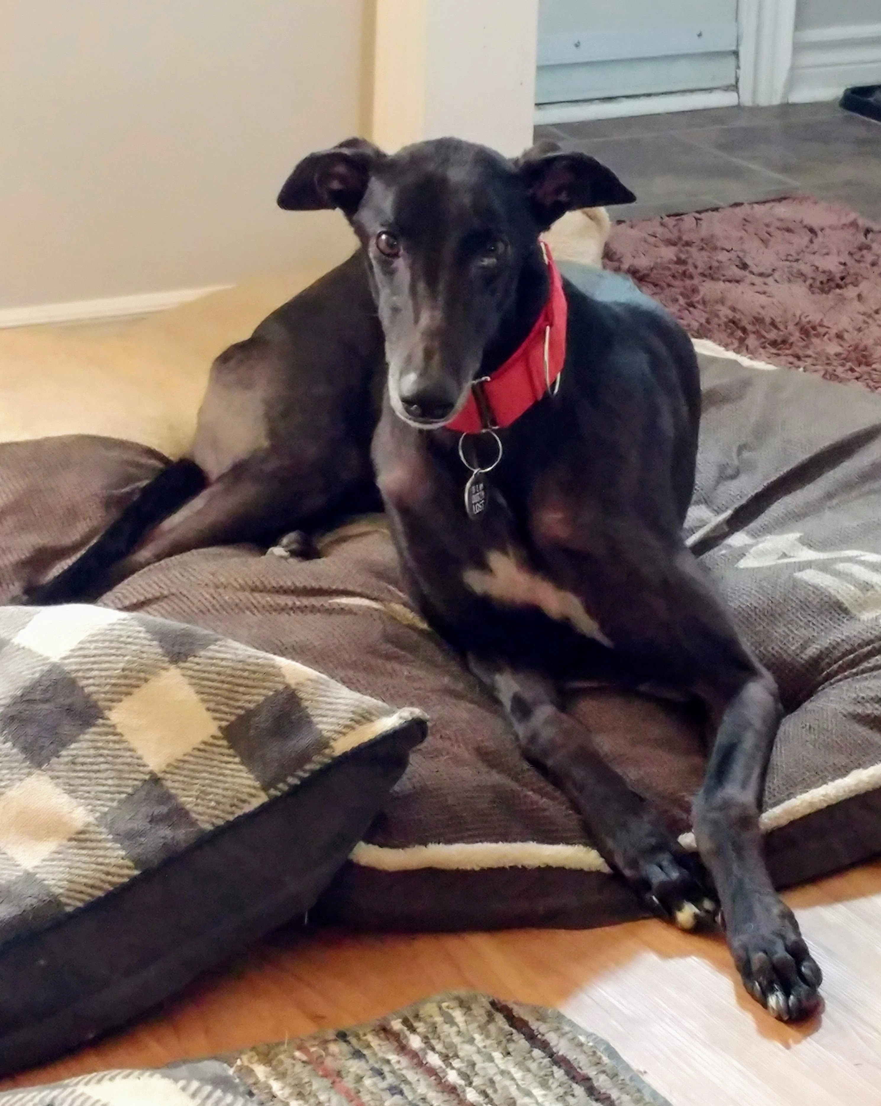 Cbj Ghost Rider - Ghost 2232-20190914132610-17331064607596.jpg