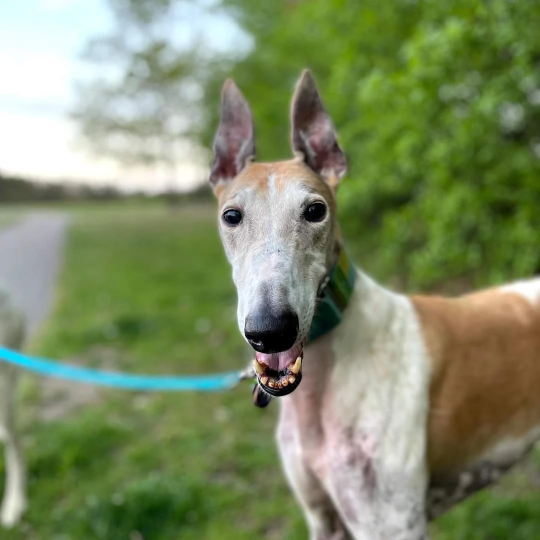 Pj Super Silver - Finn 2232-fbimg1669908187345-1733108259043.jpg