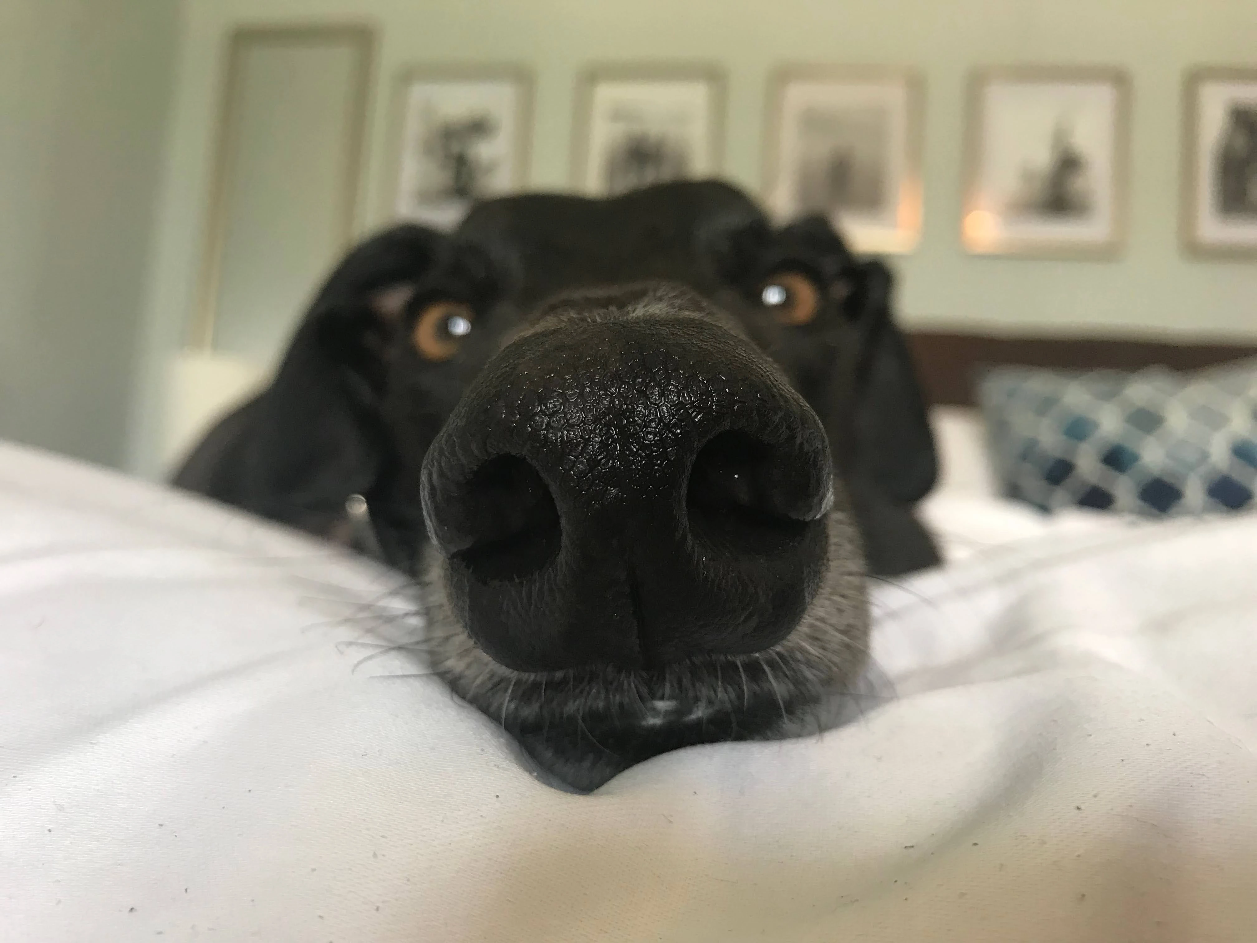 Ctw Elias - Eli 2232-img0650-17331082595437.jpg