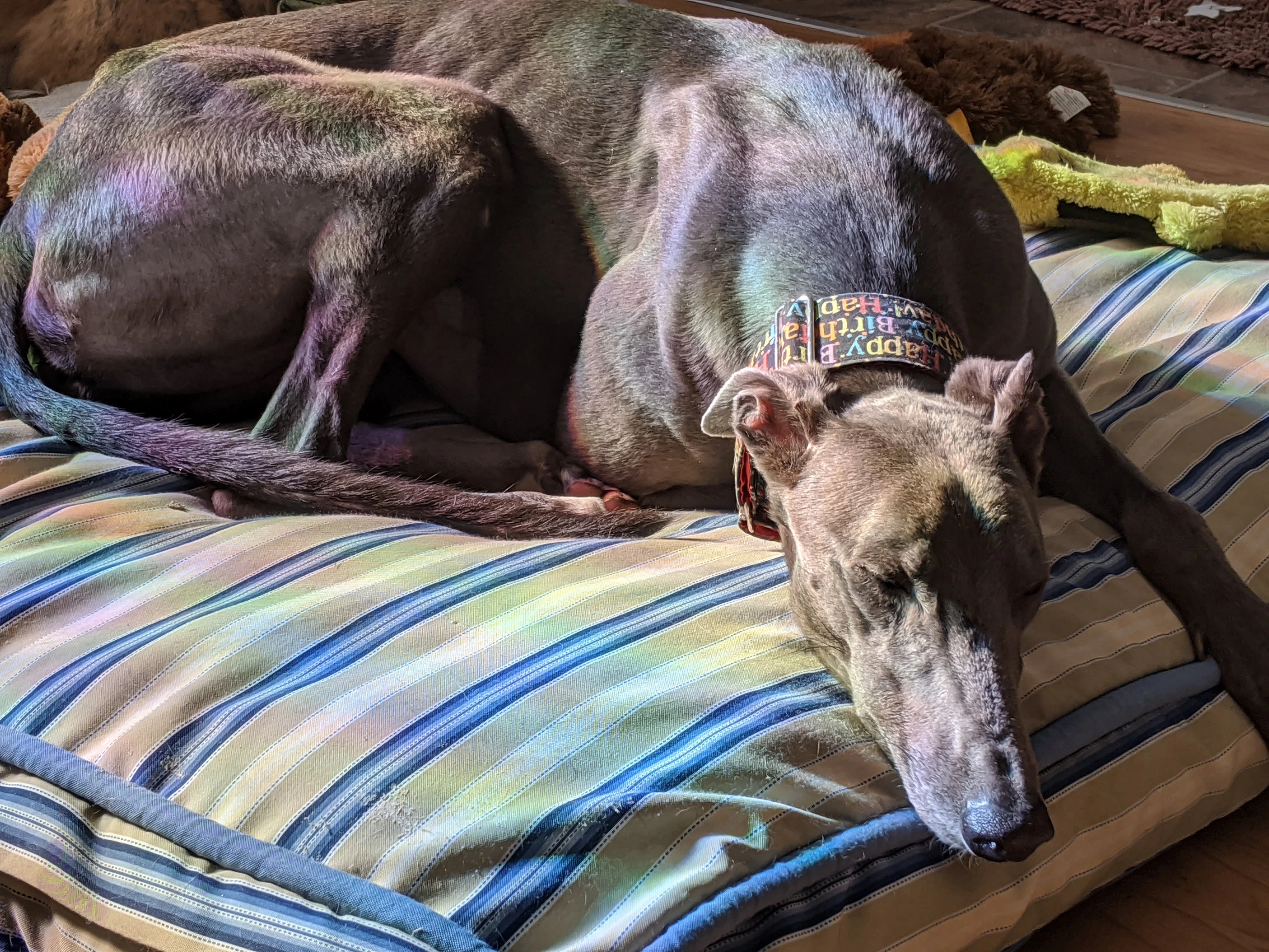 Amf Strange Bird - Skippy 2232-img20200301095506-17331064626466.jpg