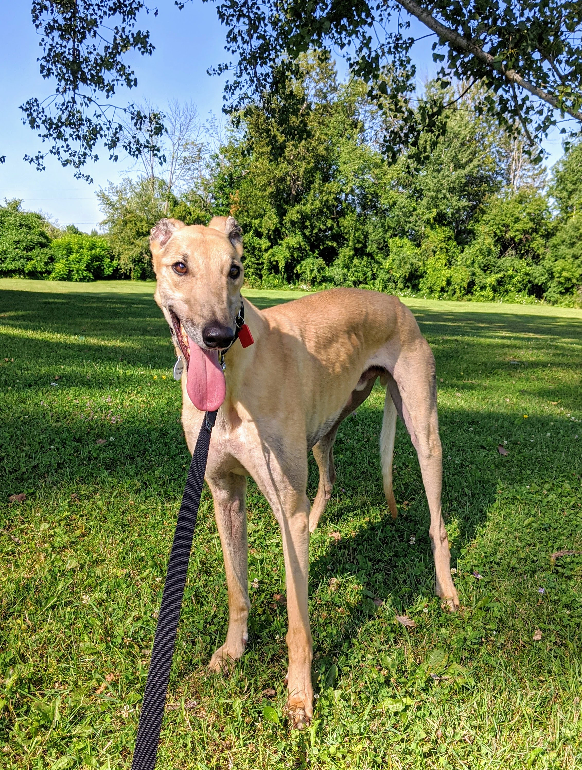 Ct's Bill - Bill 2232-img20200808094643-17331064642016.jpg