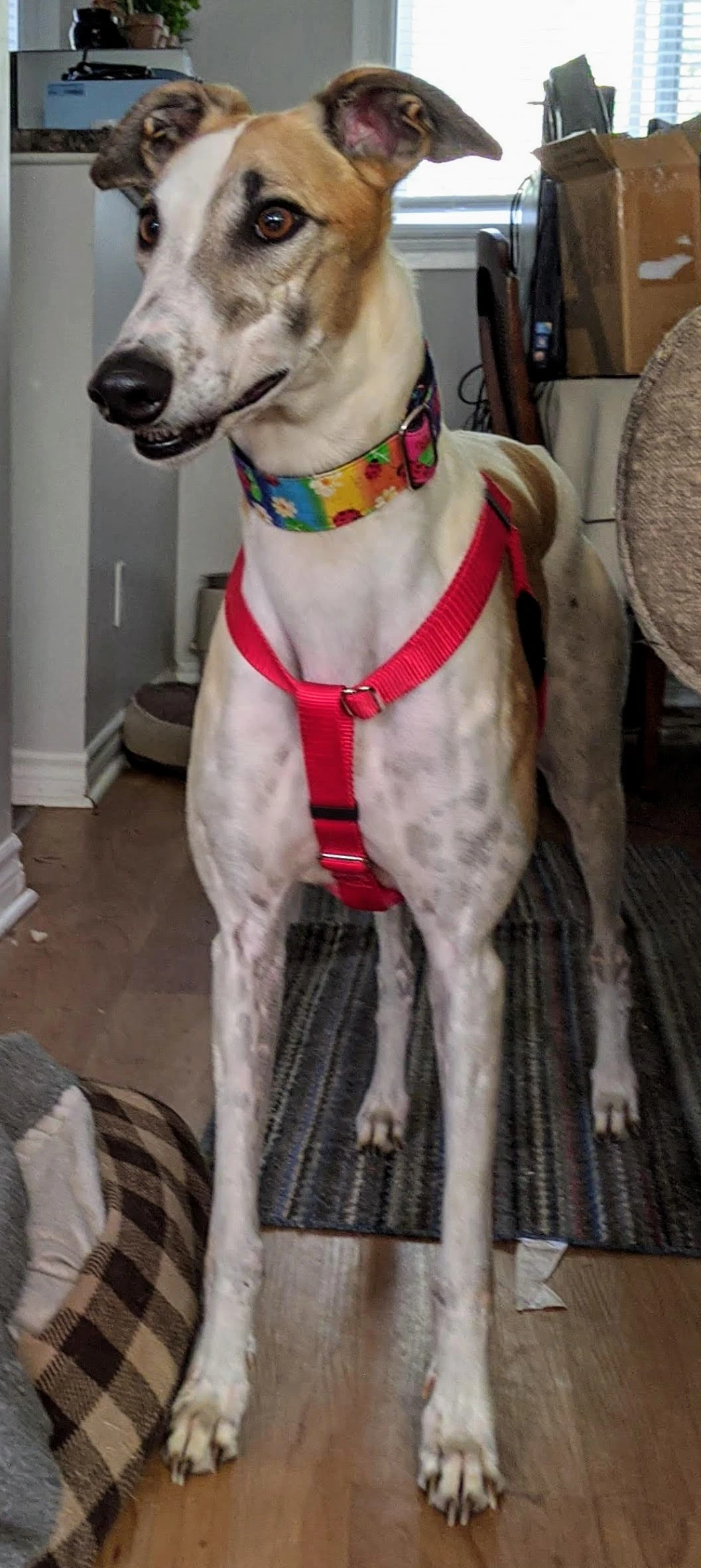 Amf Odd Sister - Courage 2232-img20200915095534-17331082595881.jpg