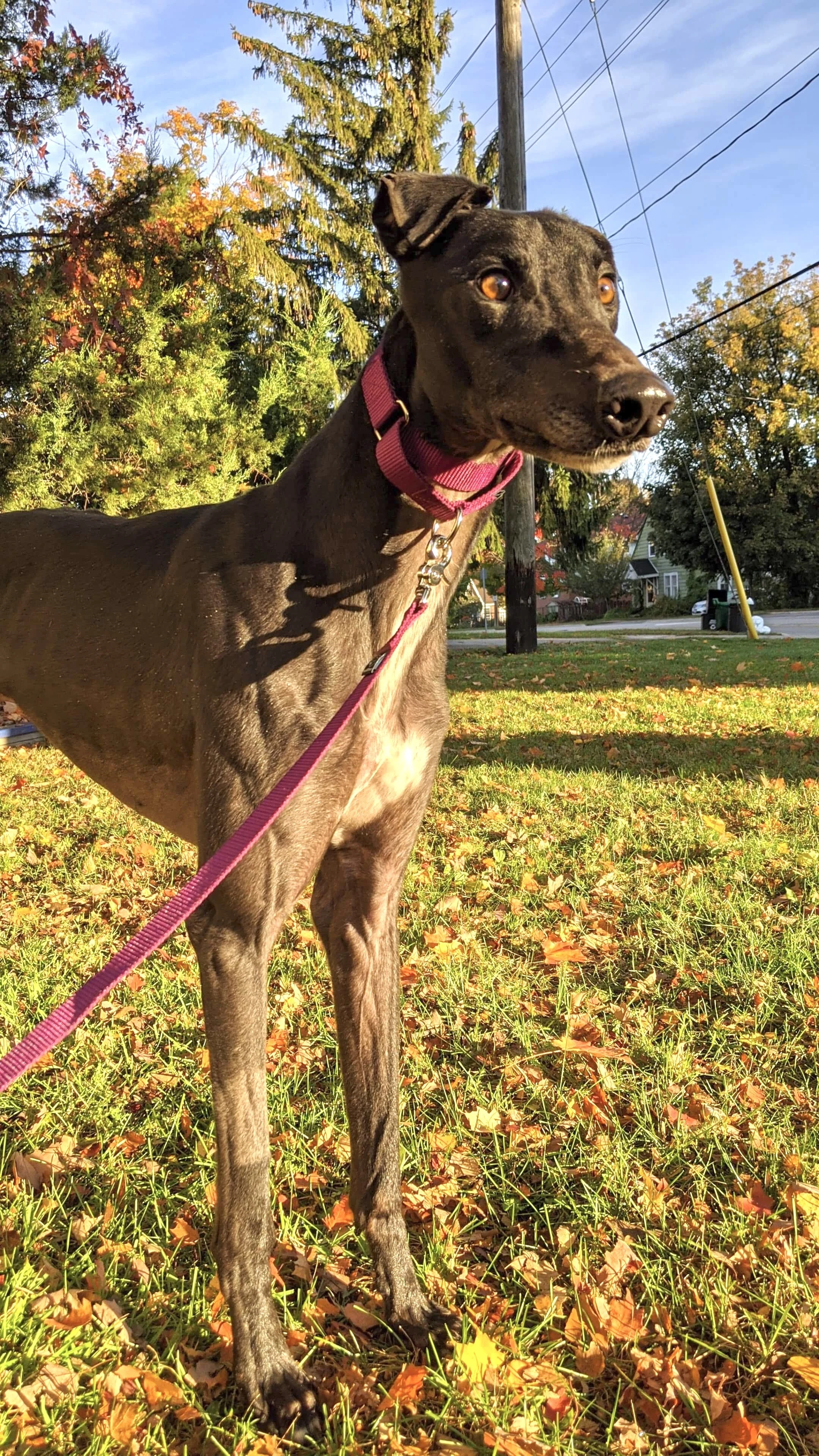 Amf Speed Ticket - Grad 2232-img8836-17331082606165.jpg