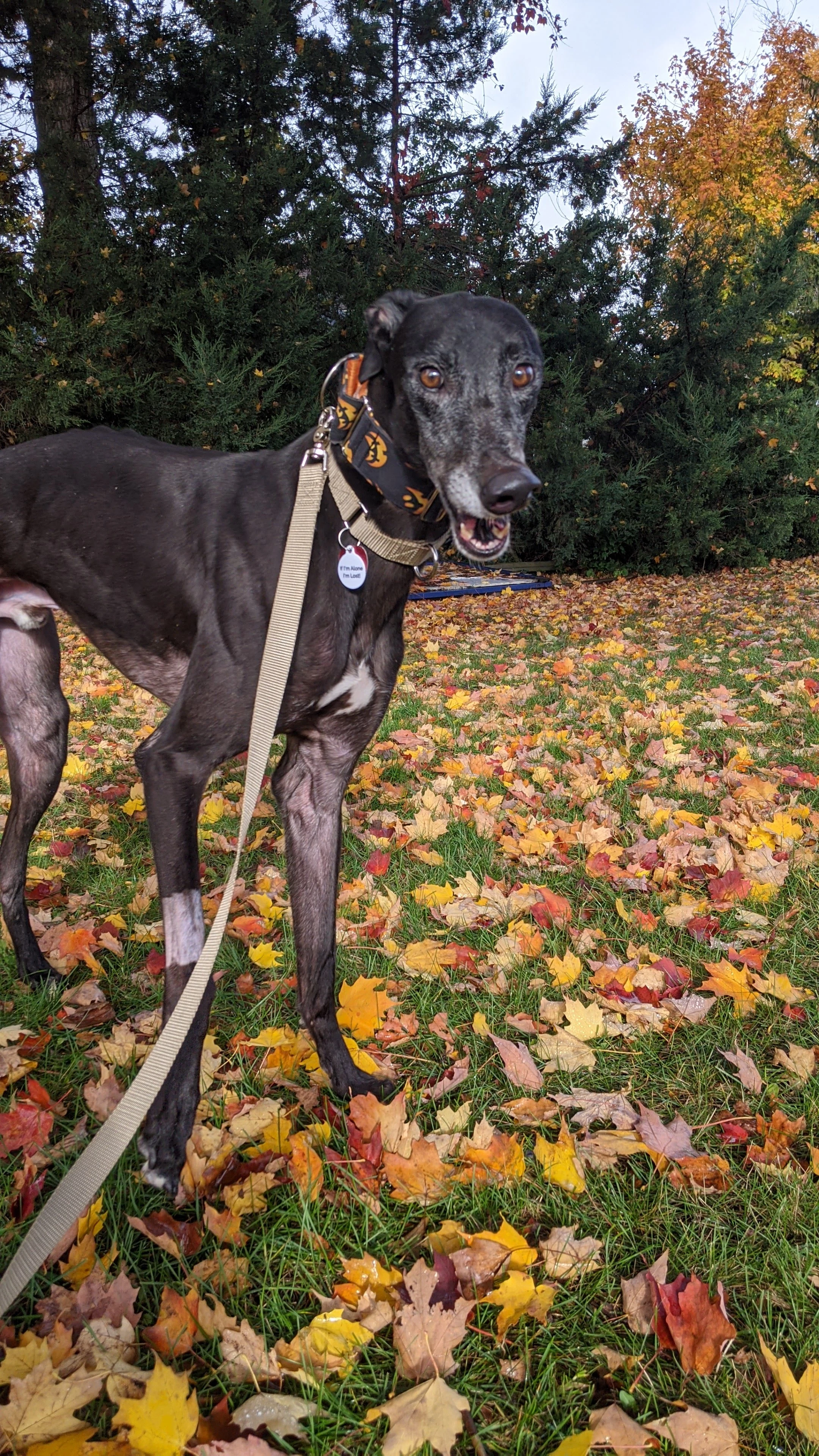 Js Geartotherear - Gear 2232-pxl20201016135252568-17331064637406.jpg