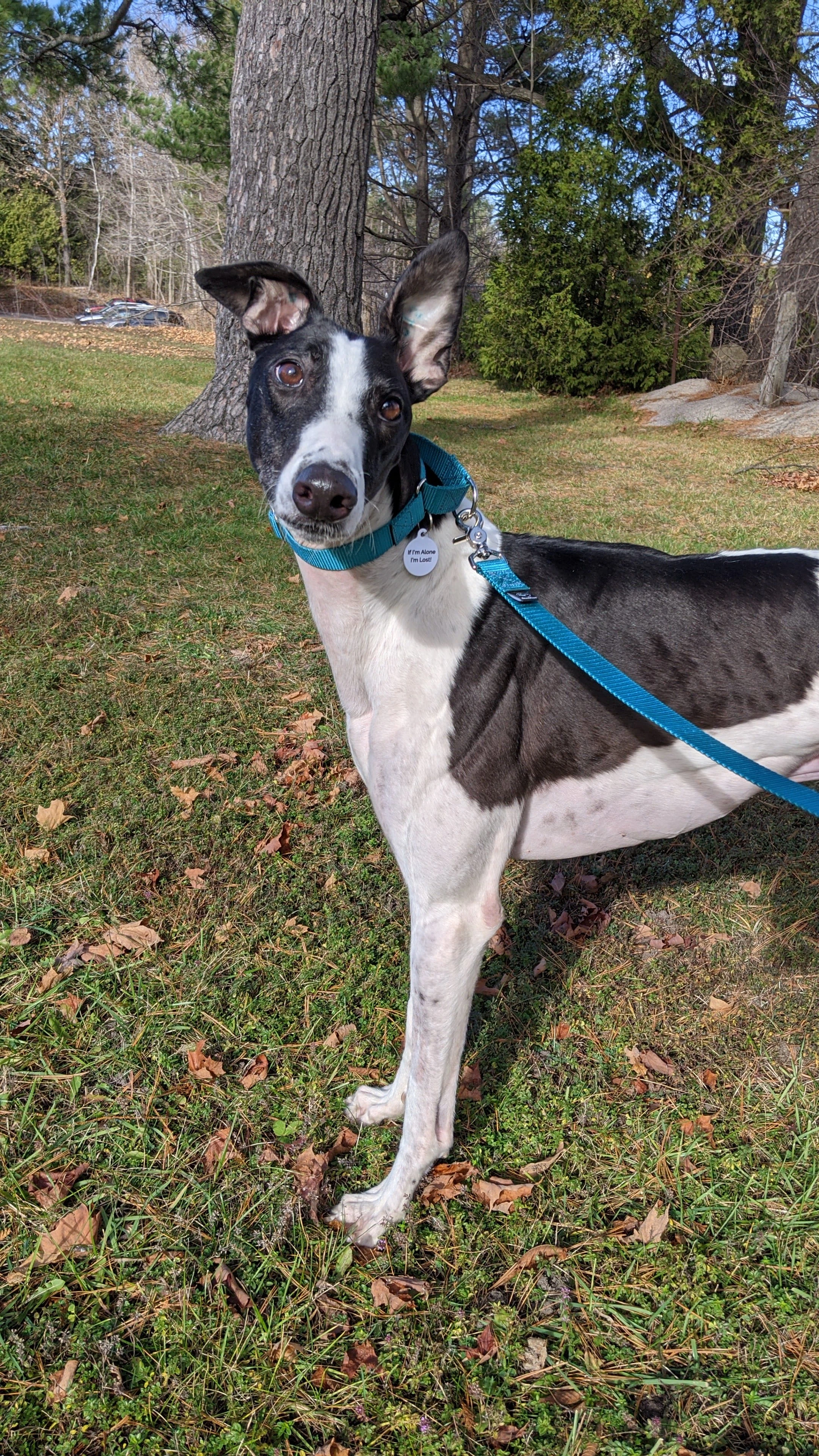 Plainsman - Kip Cowboy 2232-pxl20201112173150708-17331082611909.jpg