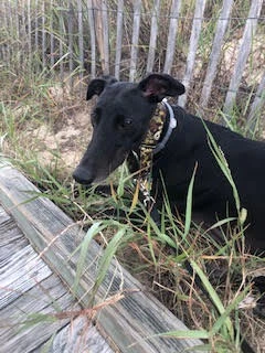 Sj Road Trippin - Tripp 2232-unnamed-2-17331064582658.jpg