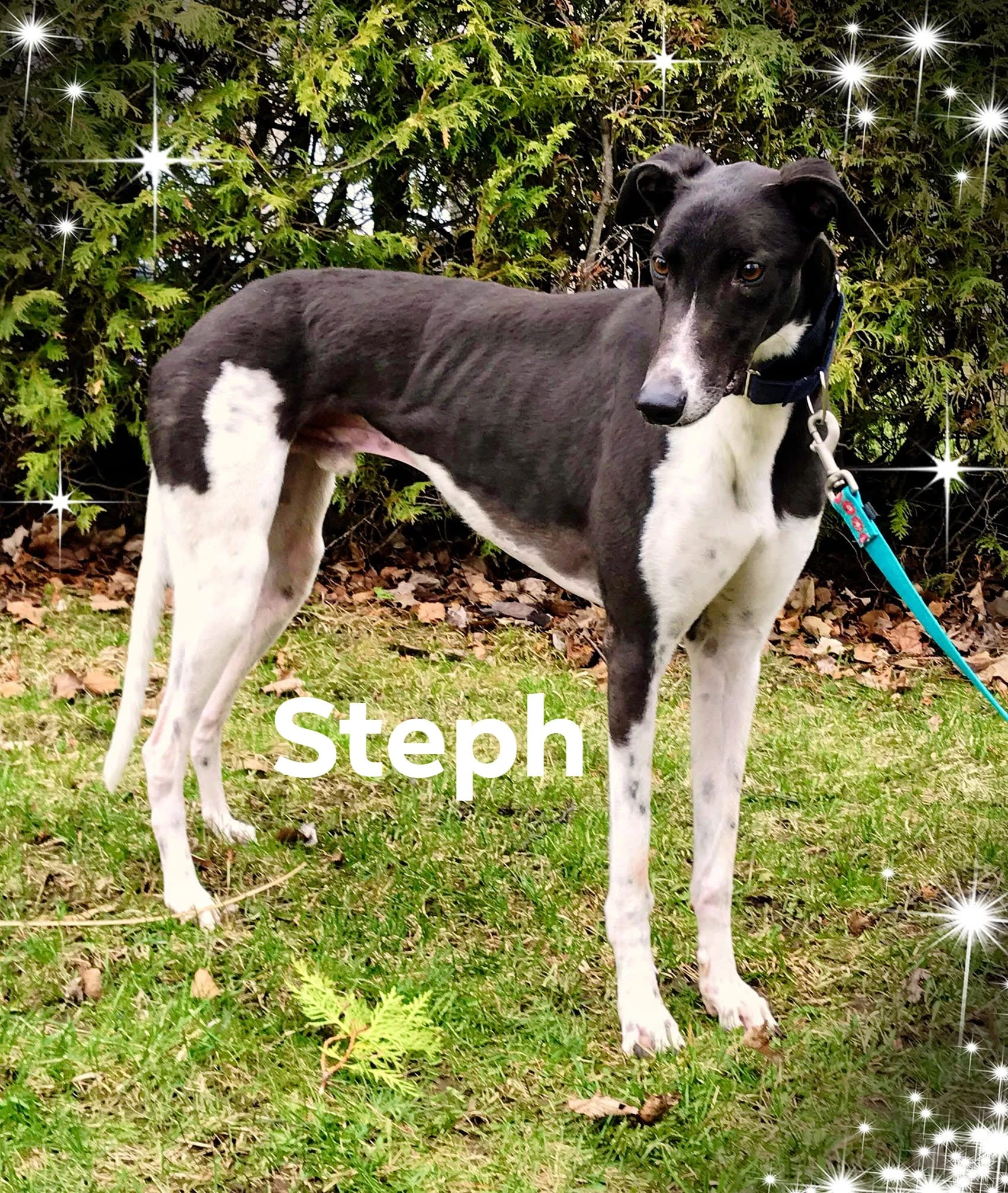 Ts Steph Curry - Steph Sandor 2234-5928621021192142315295589054836223079612416o2119214228196225-17331119683402.jpg