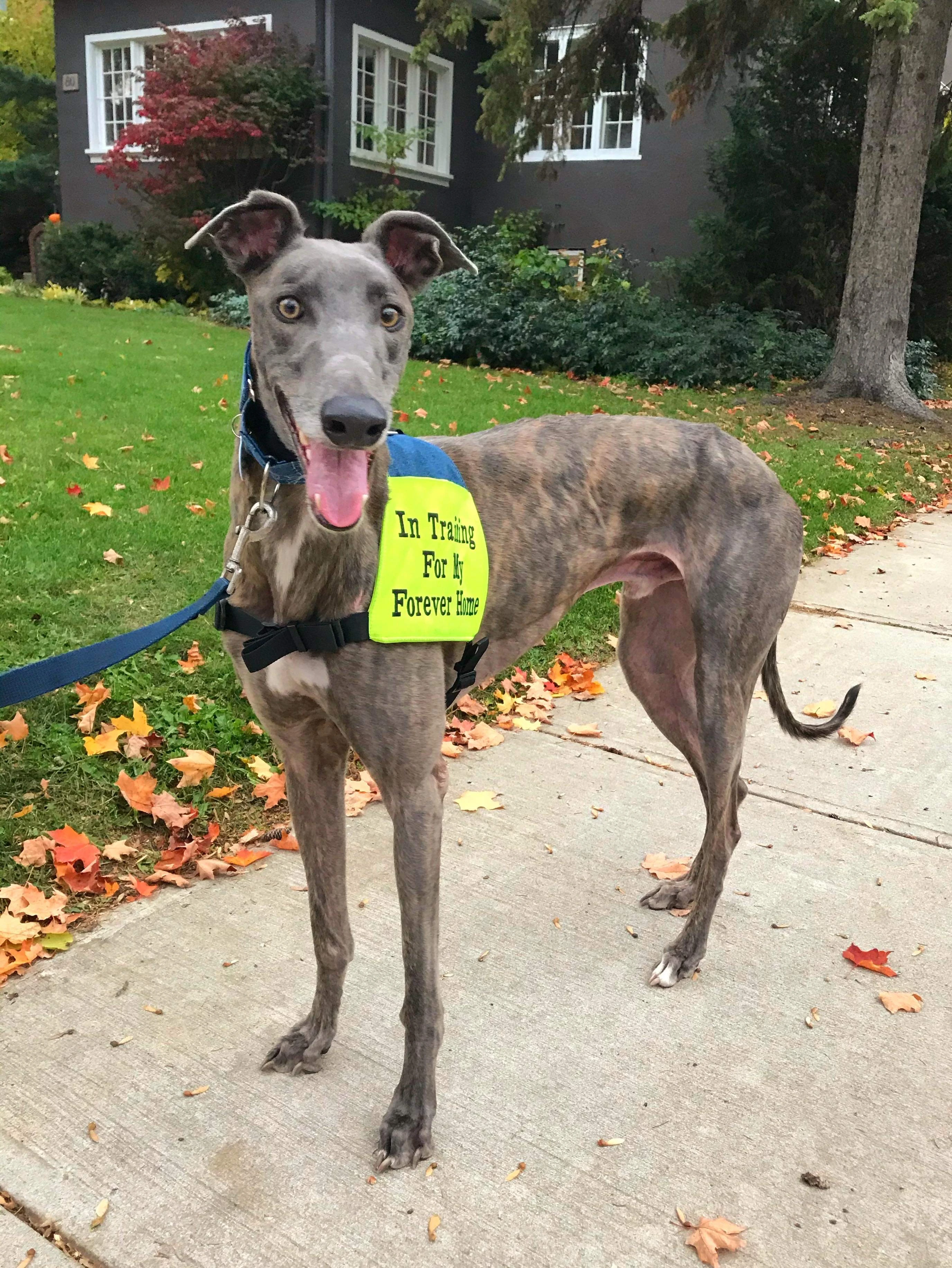 Ctw Dragon Scout - Dragon 2234-received522806181843478-17331119684423.jpg