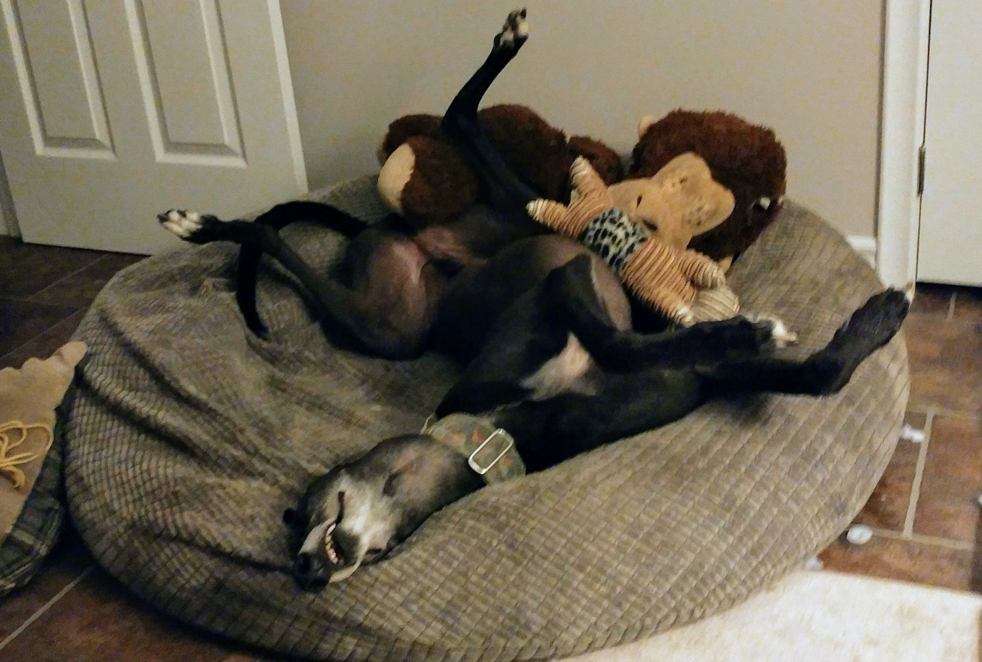 Atascocita Clap - Clapper 2236-20180705221955burst01-17331133411561.jpg