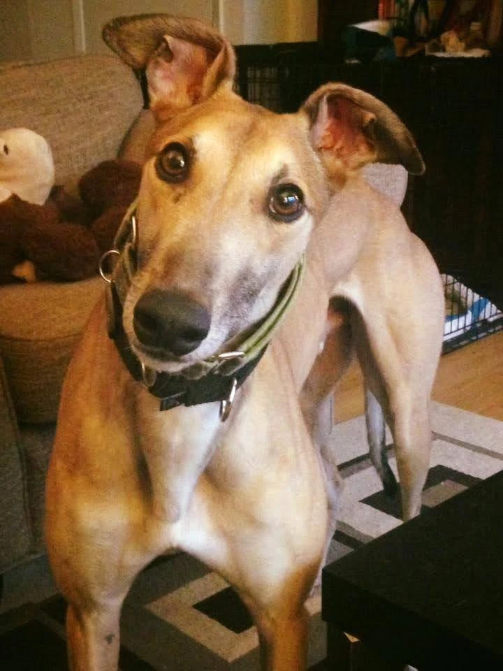 Boc's Recon - Recon 2238-1776022412434600491049858843587078772019769n-17331124087364.jpg