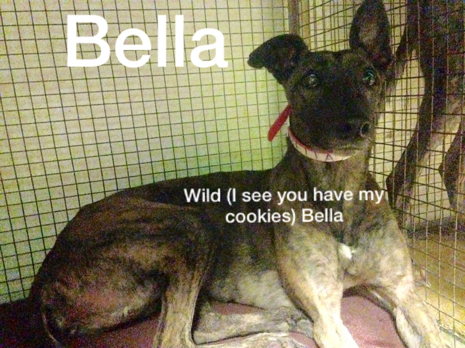 Wild Bella - Bella 2238-img7677-17331124096868.jpg