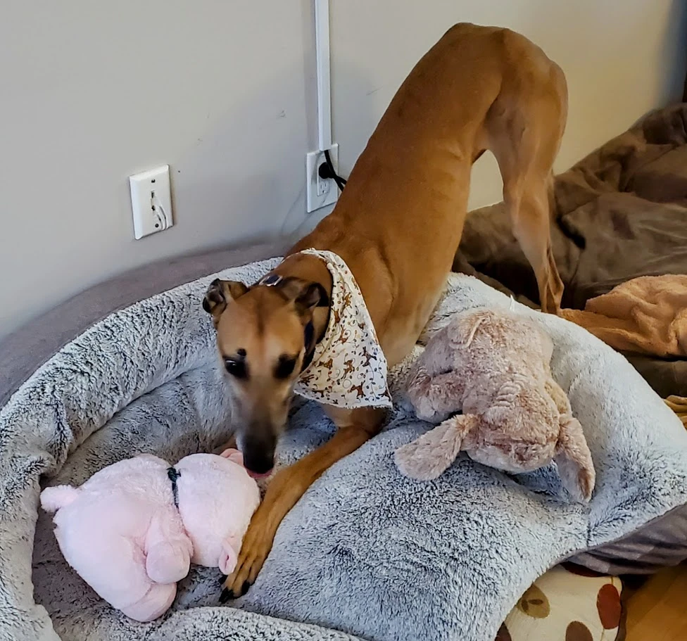 What's Up Peter - Peter 2274-202412250856562-17387613403987.jpg