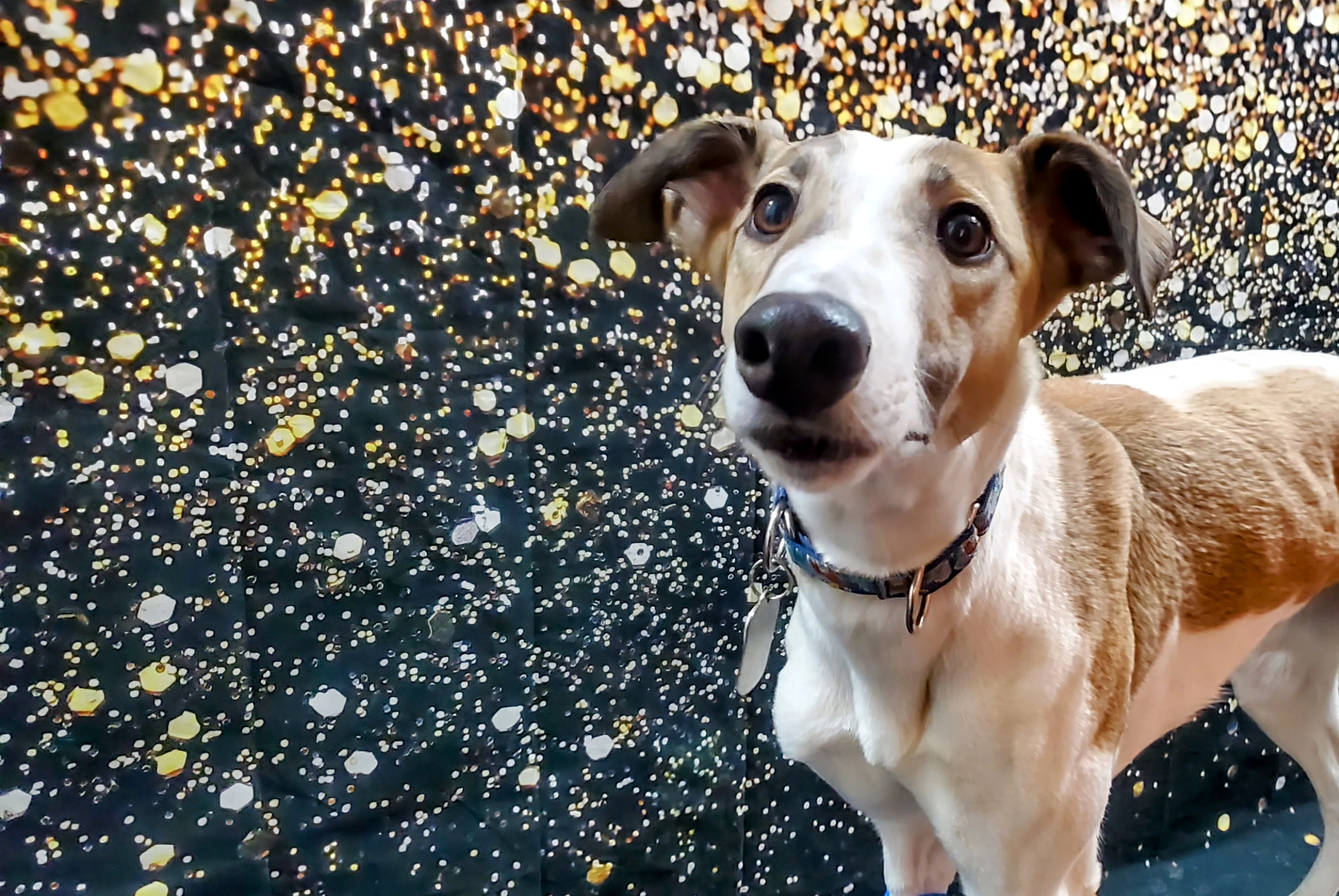 Beckham 2274-202412310724532-1736708308067.jpg