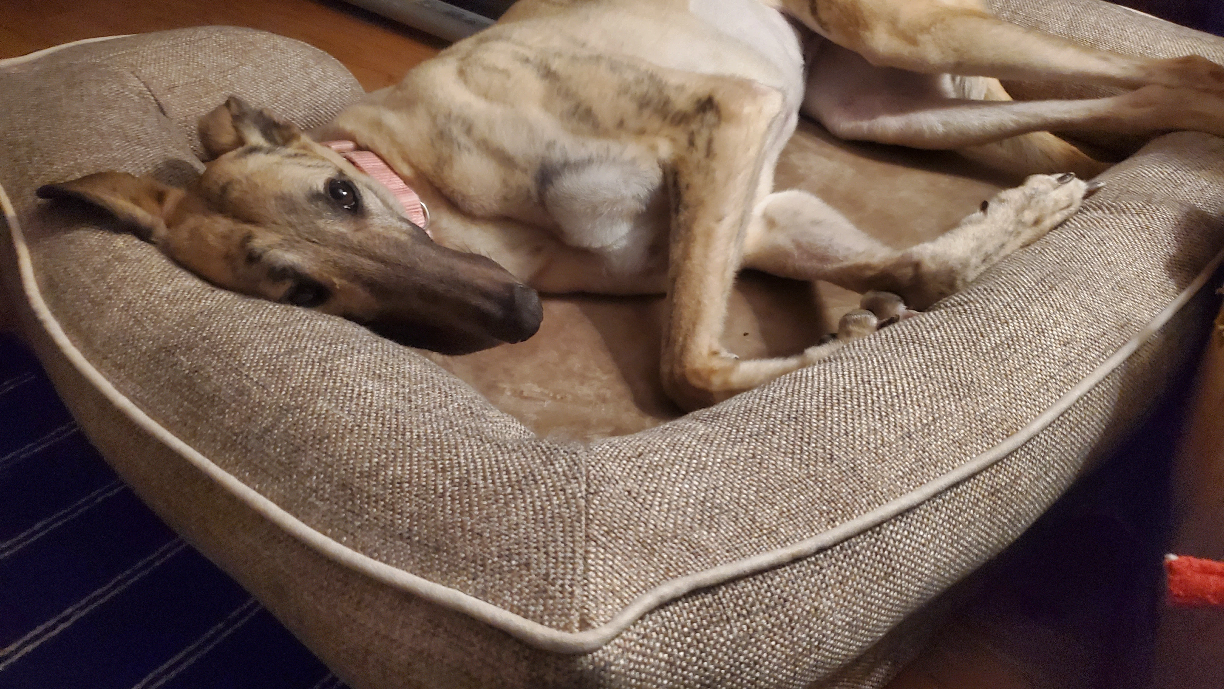 Cet Puddin Tame - Puddin 2274-20250304190717-17443695713962.jpg