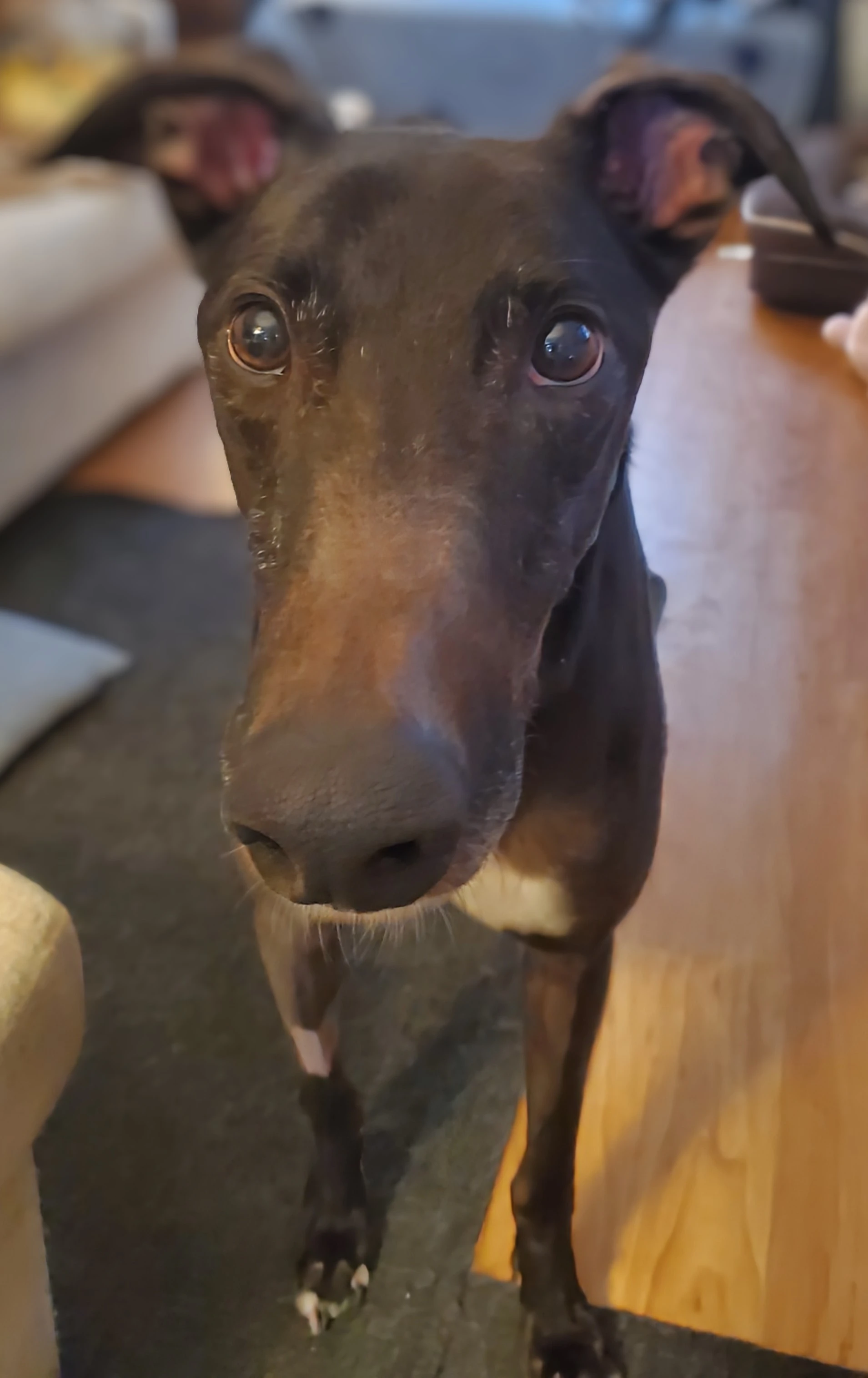 Duece - Duece 2274-202505011853462-17465390209376.jpg