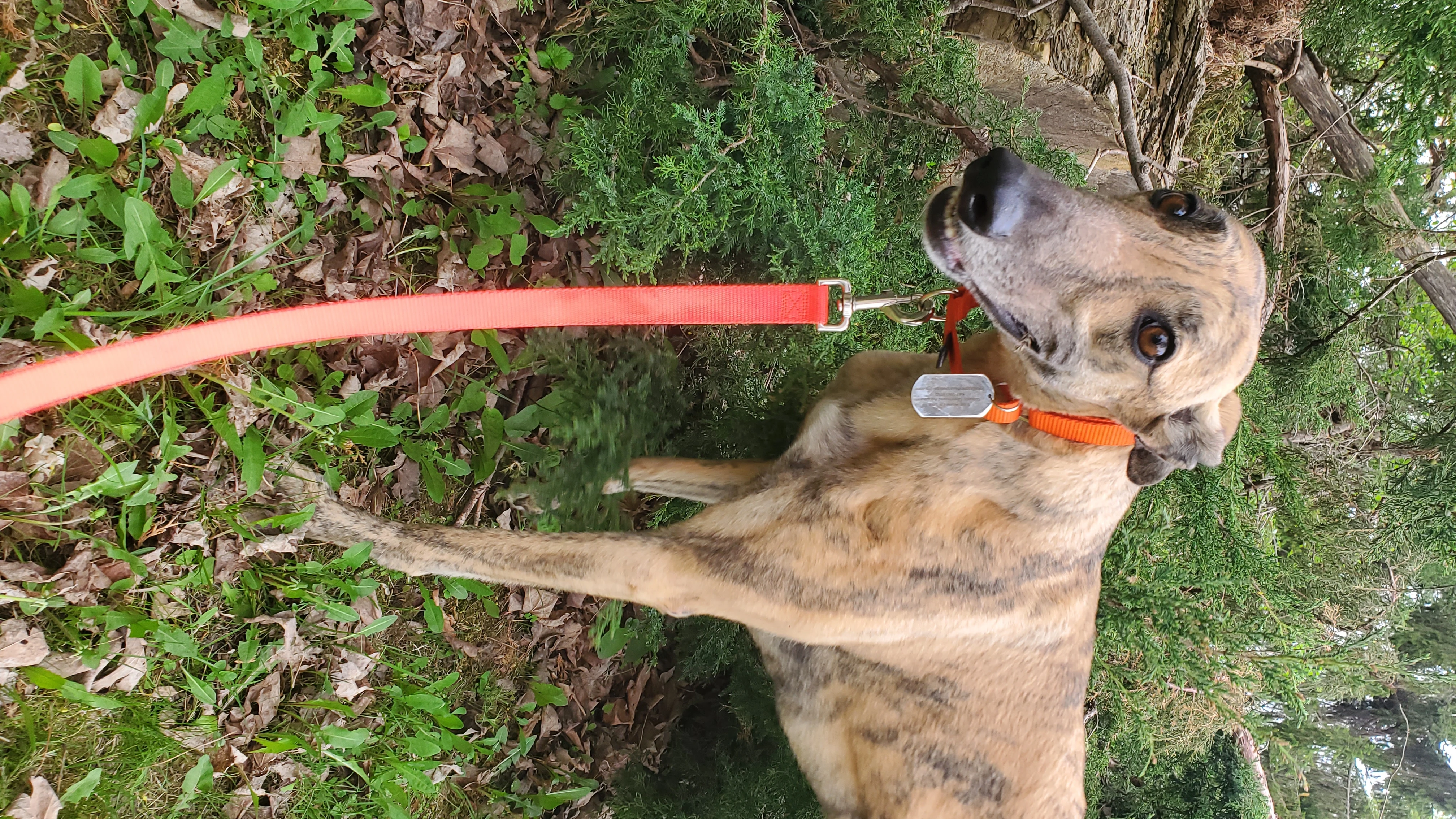 Xb Never A Doubt - Zorro 2274-20250515084322-17477862986151.jpg