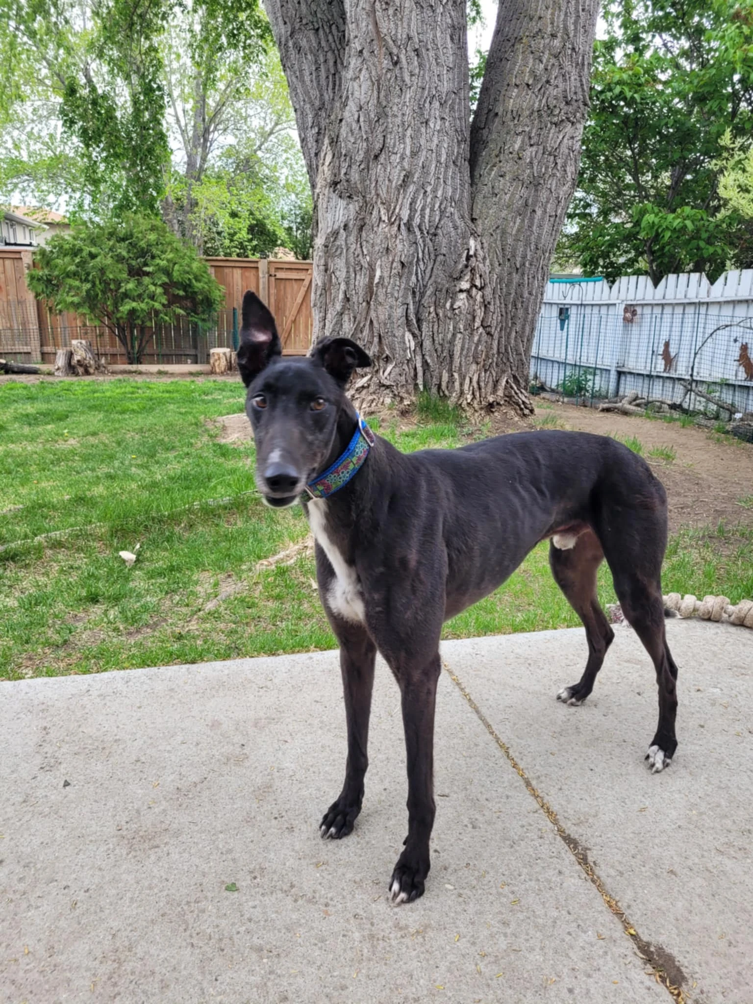 Vj Back Off - Zoomer 2274-3c2a7aac-e89b-4f60-8e02-b899edc6e86d-17477820412747.jpg