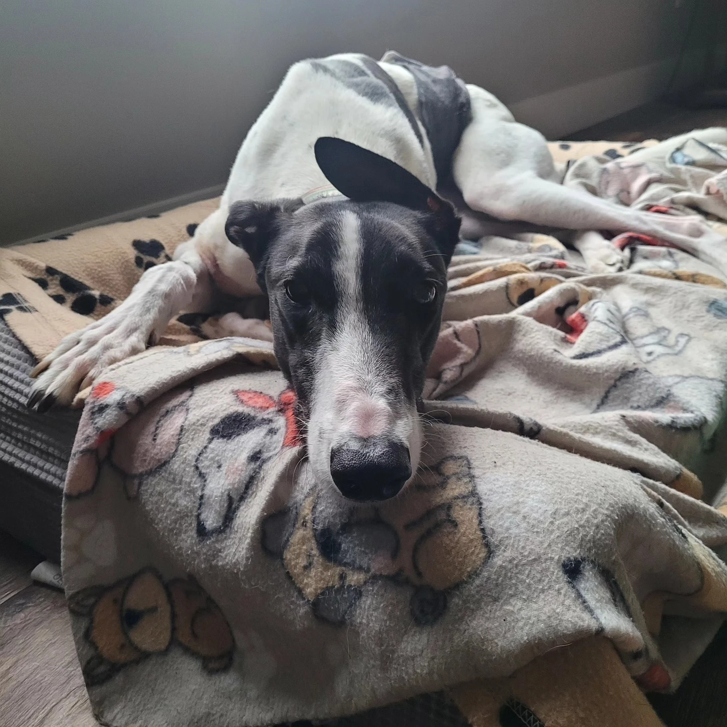 Apache Fury - Saddles 2274-496497871101624607934557083489524082378966732n-17477862108361.jpg