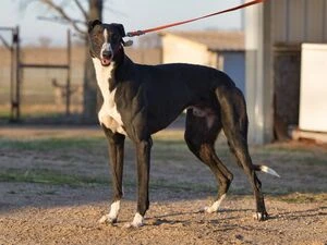 Salty Dog - Salty 2274-greyhoundsaltydog-17465389575418.jpg