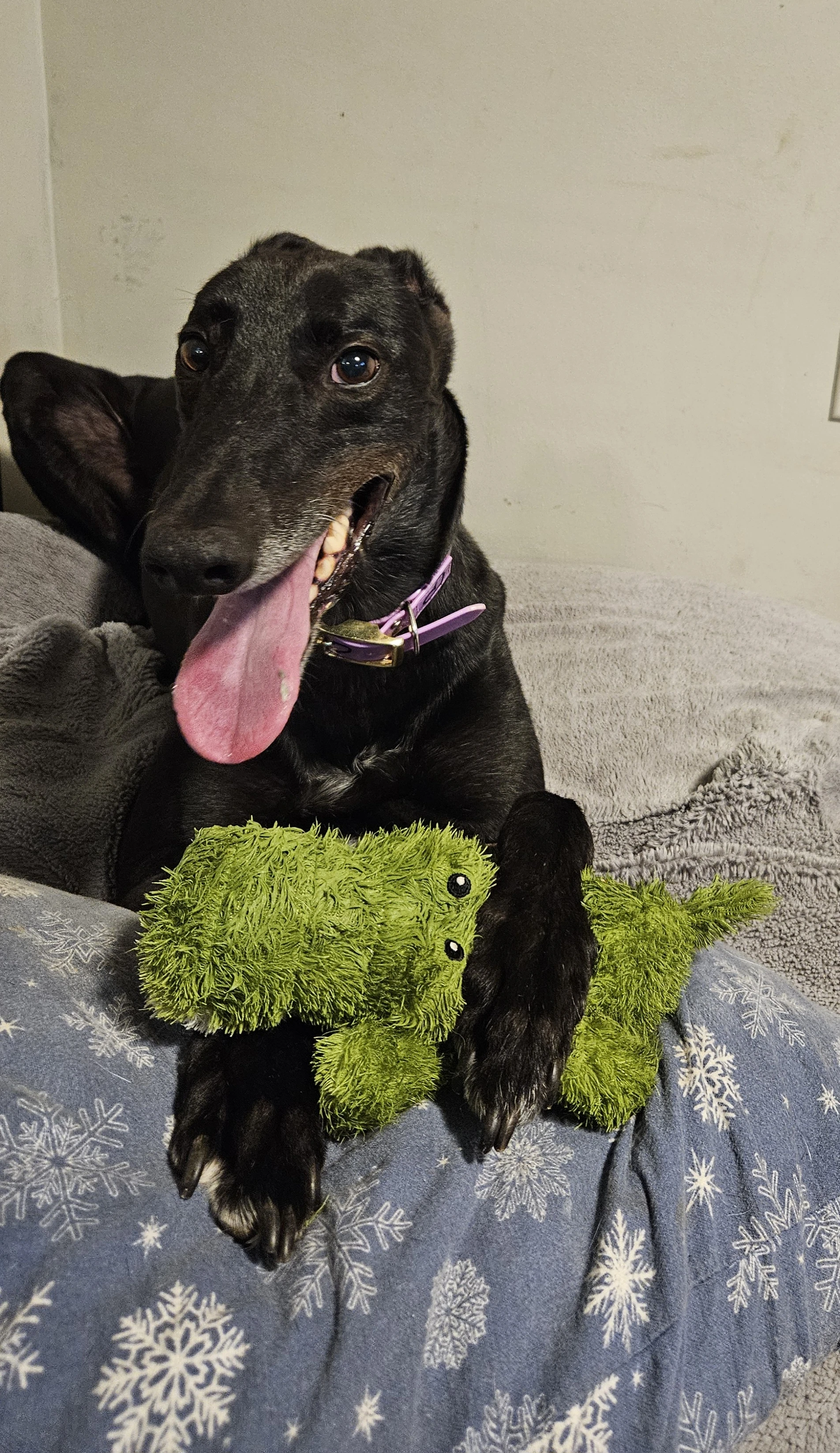 Selinas Oscar - Star 41-20240912191320-1730504991932.jpg