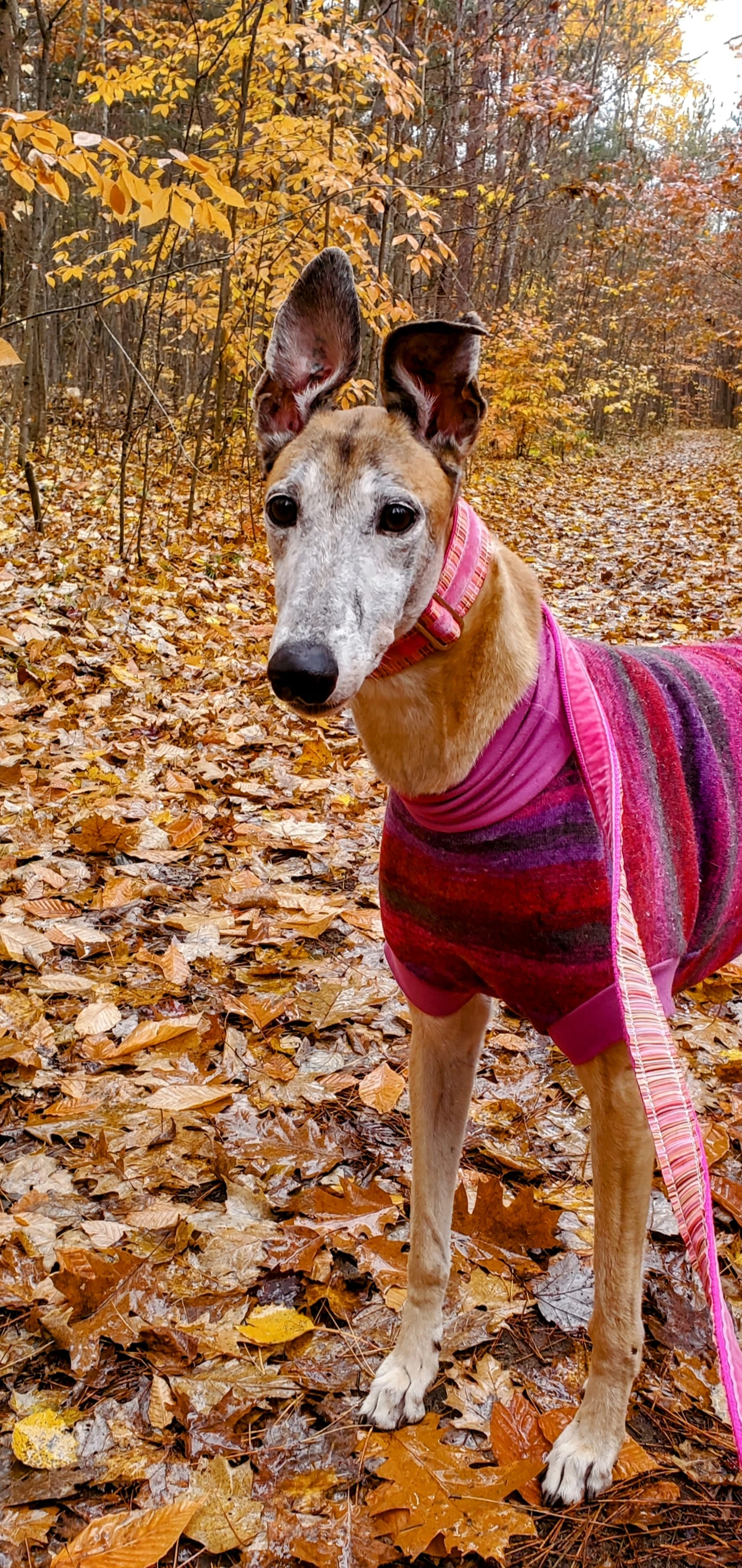 Vj Scandalous - Maria 41-202410261122092-17323306543612.jpg