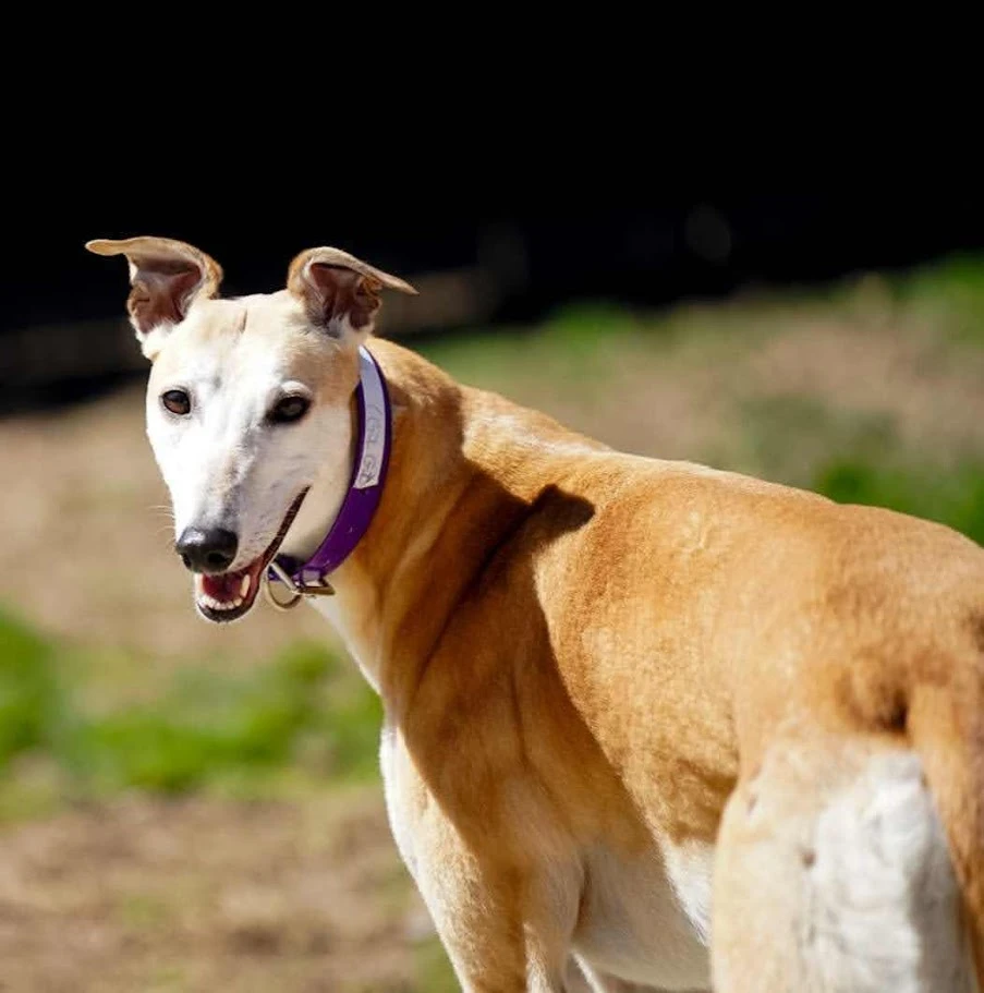 Loughur Vic - Vicky 41-44189784434310898771809412373521604474365156n-17253047384811.jpg