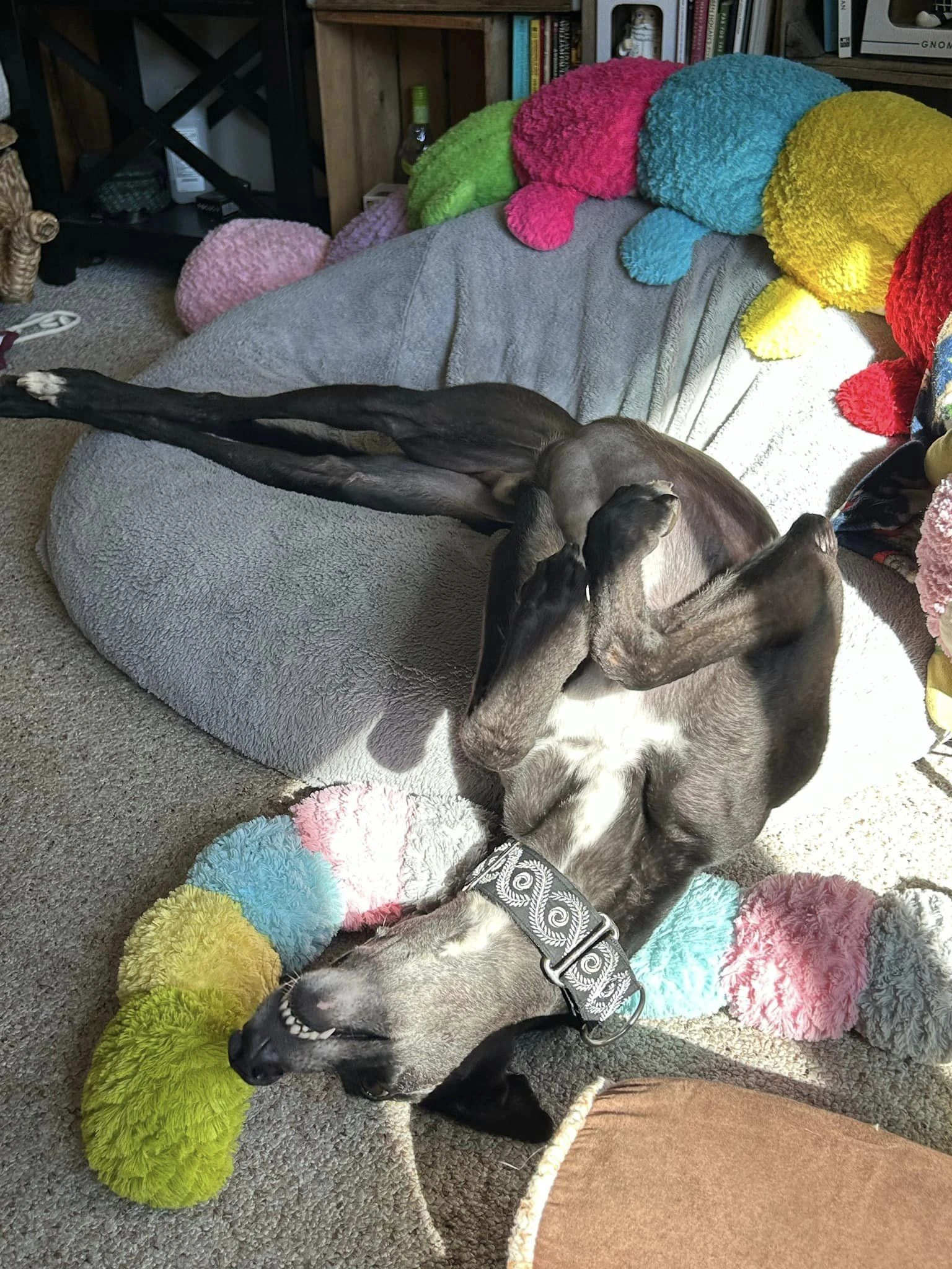 Vj Draco - Zak 41-460629947101041337331492818901210087383032733n-17272893621041.jpg