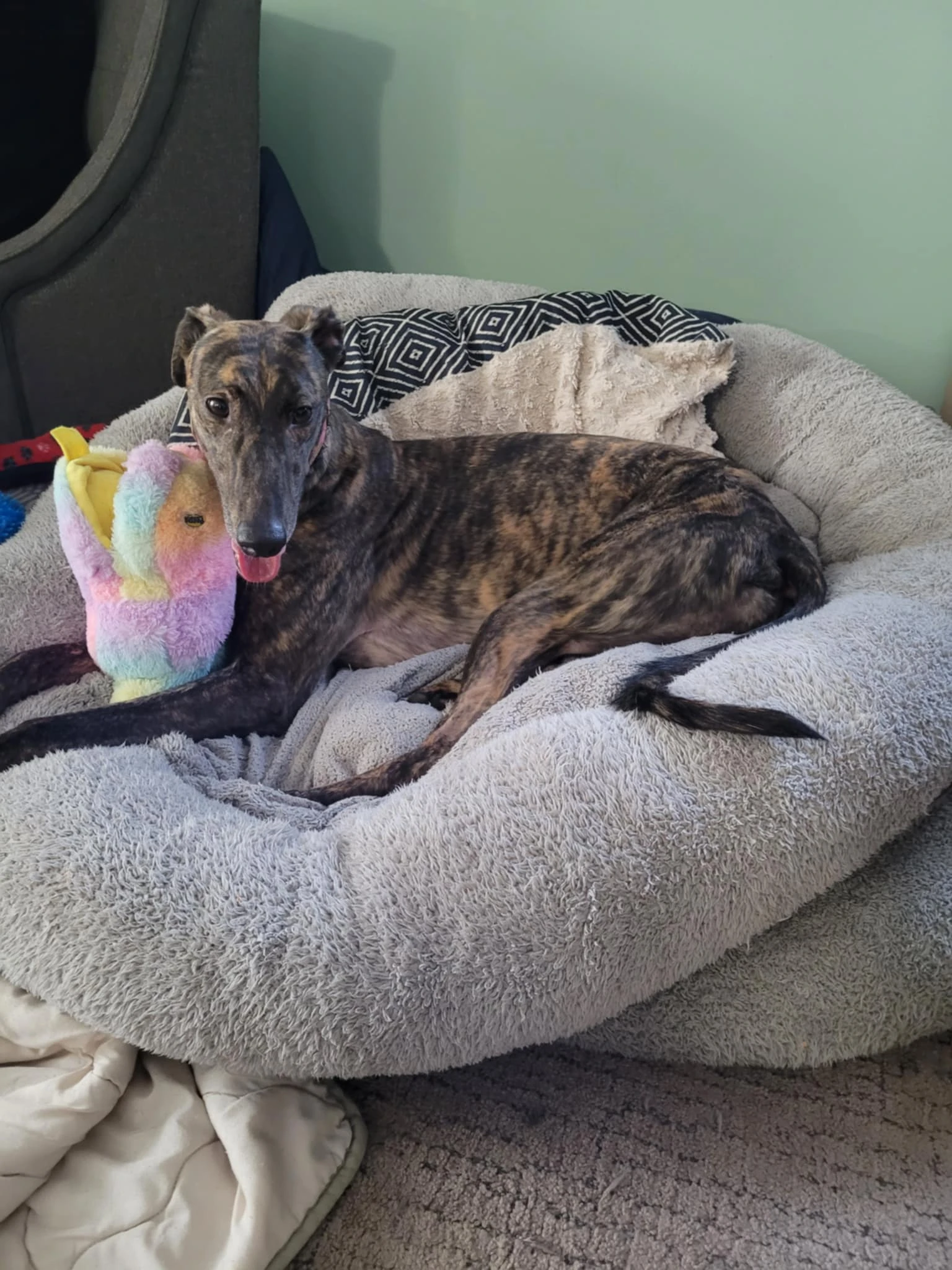 Cet Dirty Connie - Connie 41-eb1c9c9b-7844-4aa6-8820-18b5b4701351-17334941424941.jpg