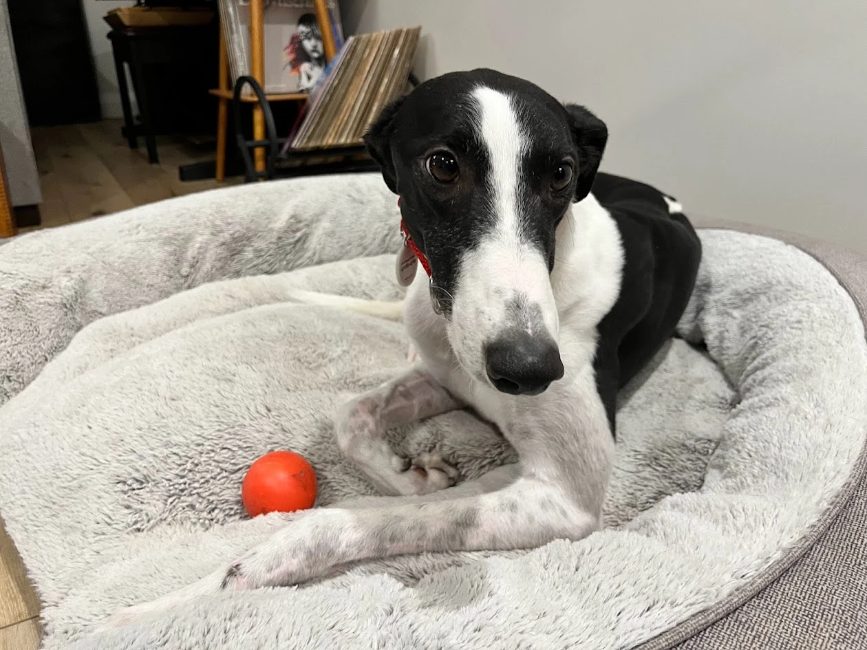 CET Murphy - Murphy 41-img0236-17076815682322.jpg