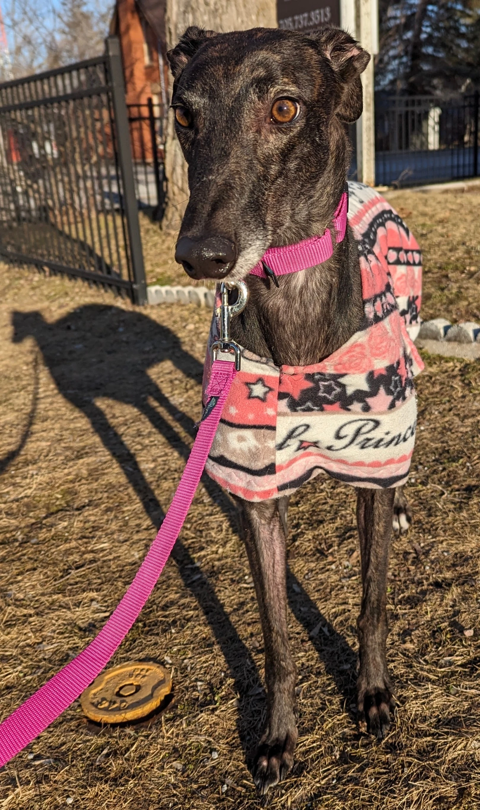 Brin - Brin 41-pxl20240311220412965-17112367489349.jpg