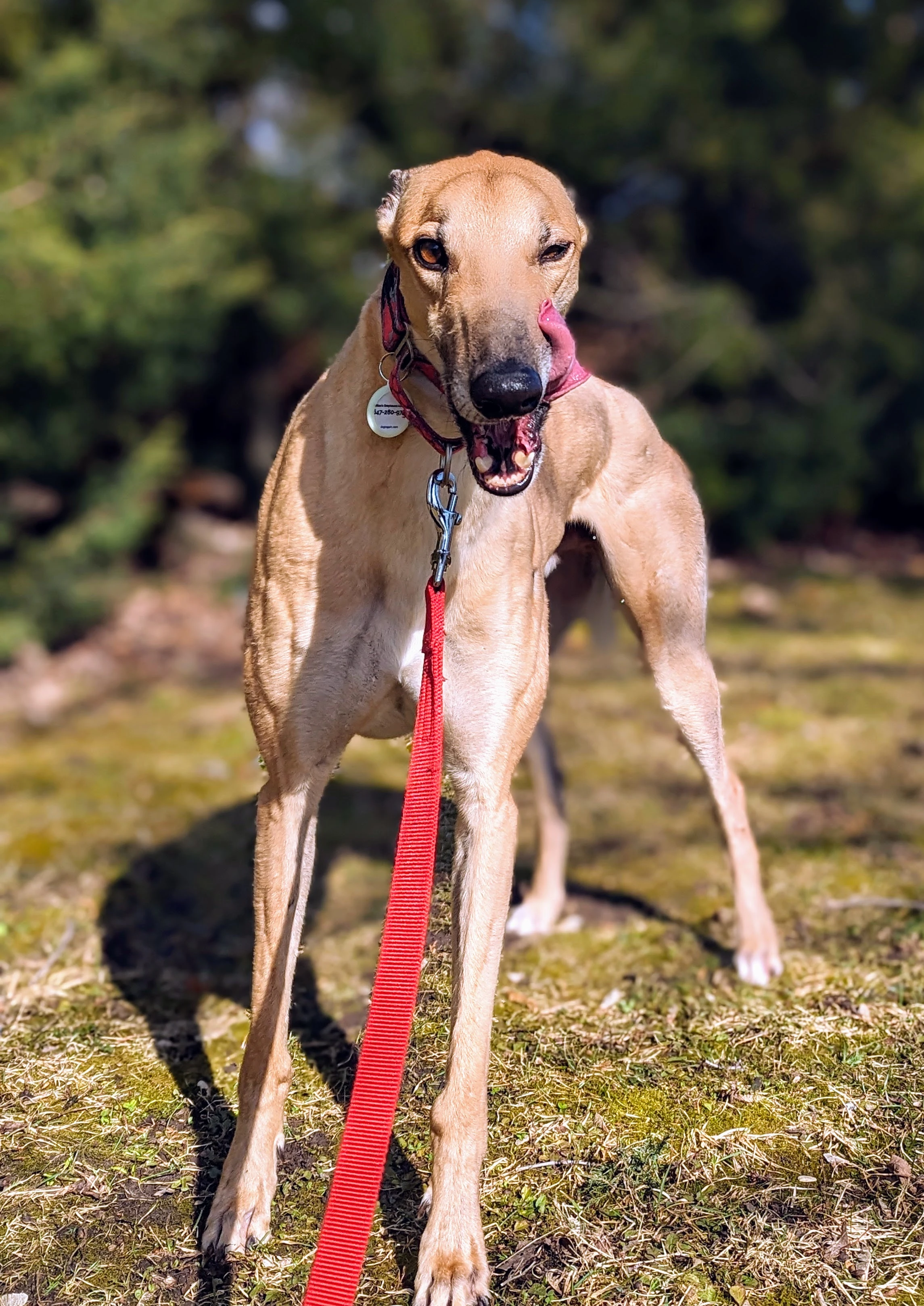 FGF Rayland - Rayray 41-pxl20240315145947257portrait-17112363825744.jpg