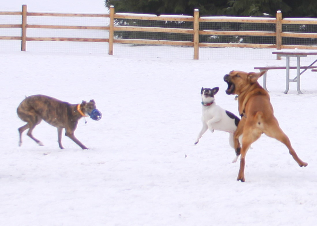 Dog Parks...Are They Worth The Risk?