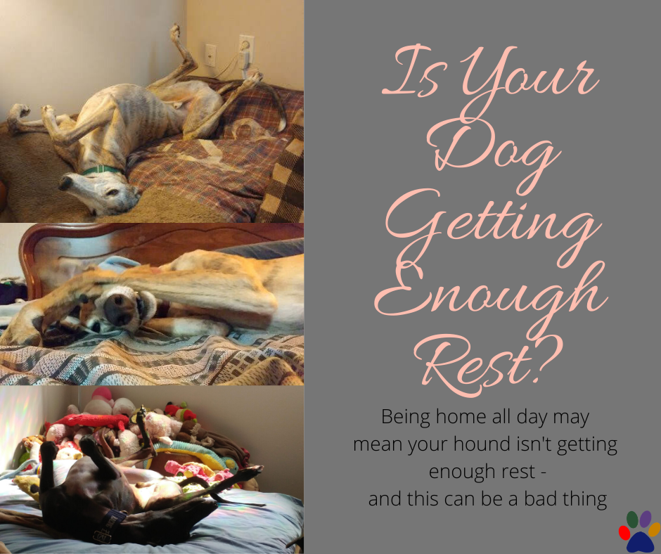 Is Your Dog Getting Enough Rest?
