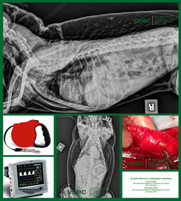 Critical care specialist Dr. Garret Pachtinger treated a dog in respiratory distress after its trachea was torn by the abrupt jerk of a retractable leash