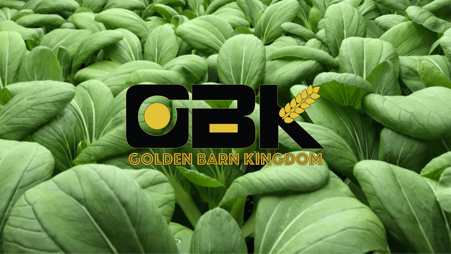 814-video-cover-min.png